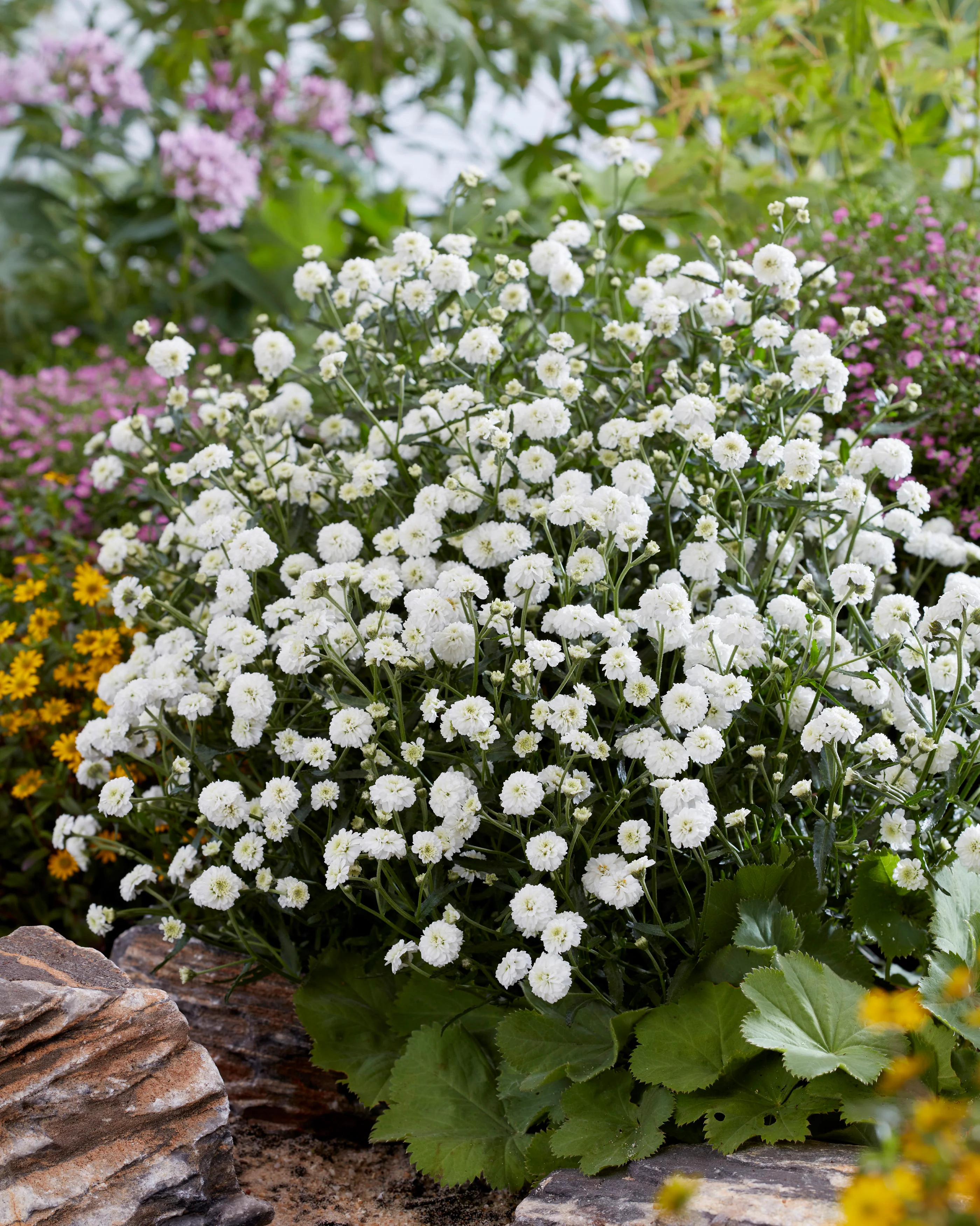 Achillea 'Diadeem' - Image 2