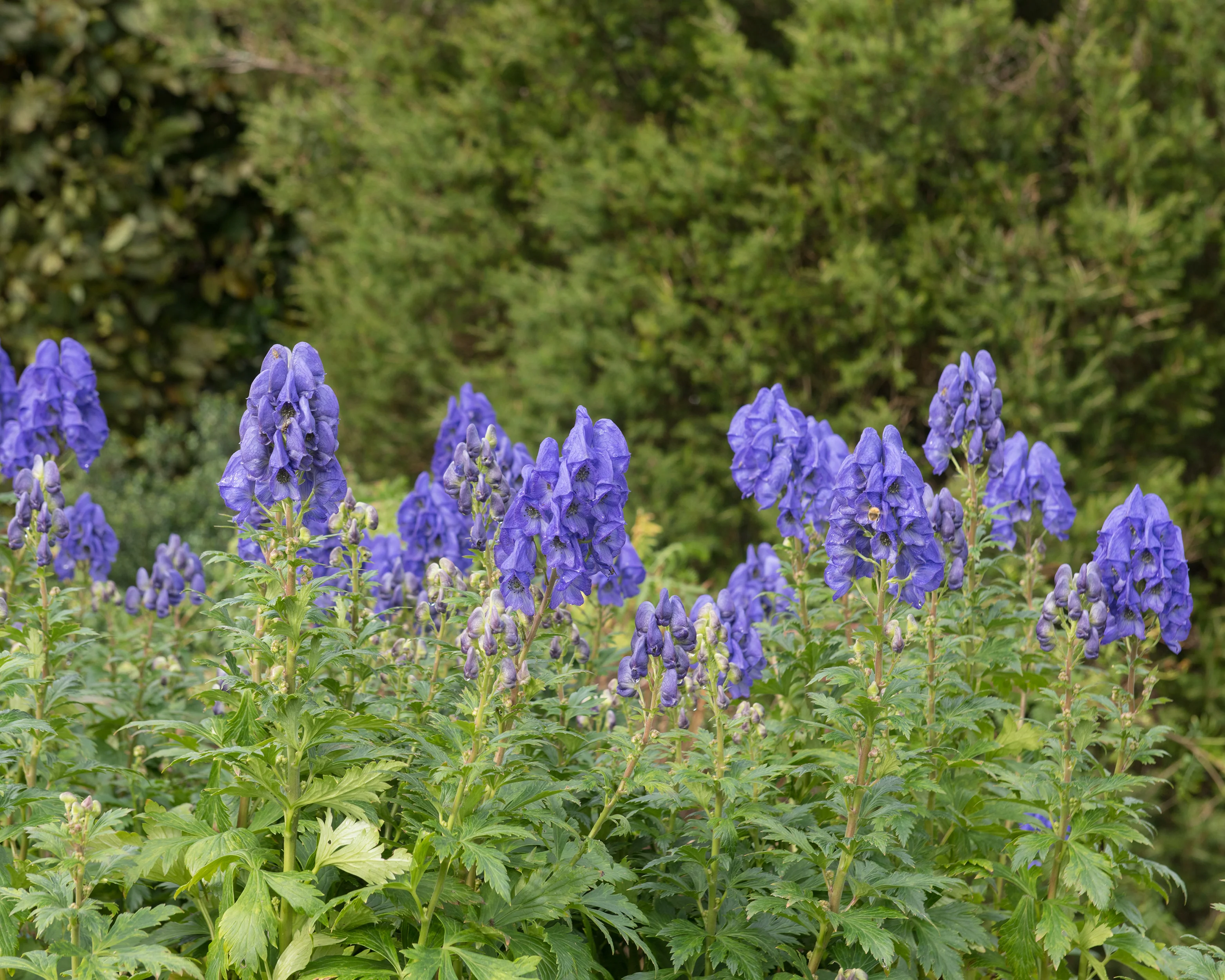Aconitum 'Arendsii' - Image 2