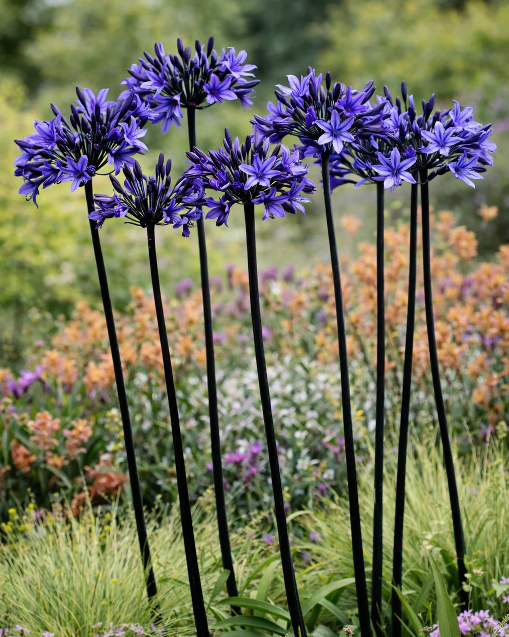 Agapanthus 'Black Arrow'