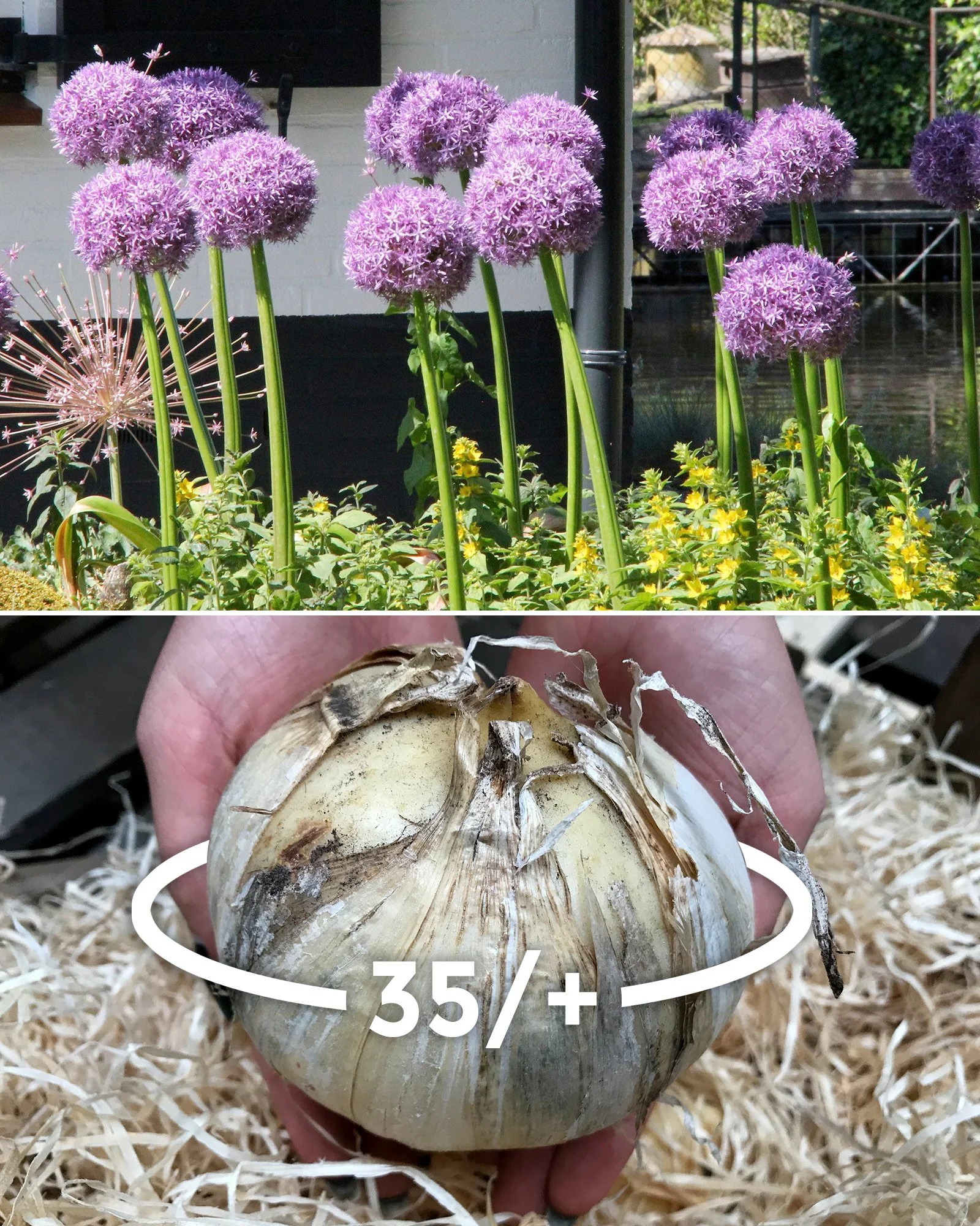 Allium 'Ambassador XXL'