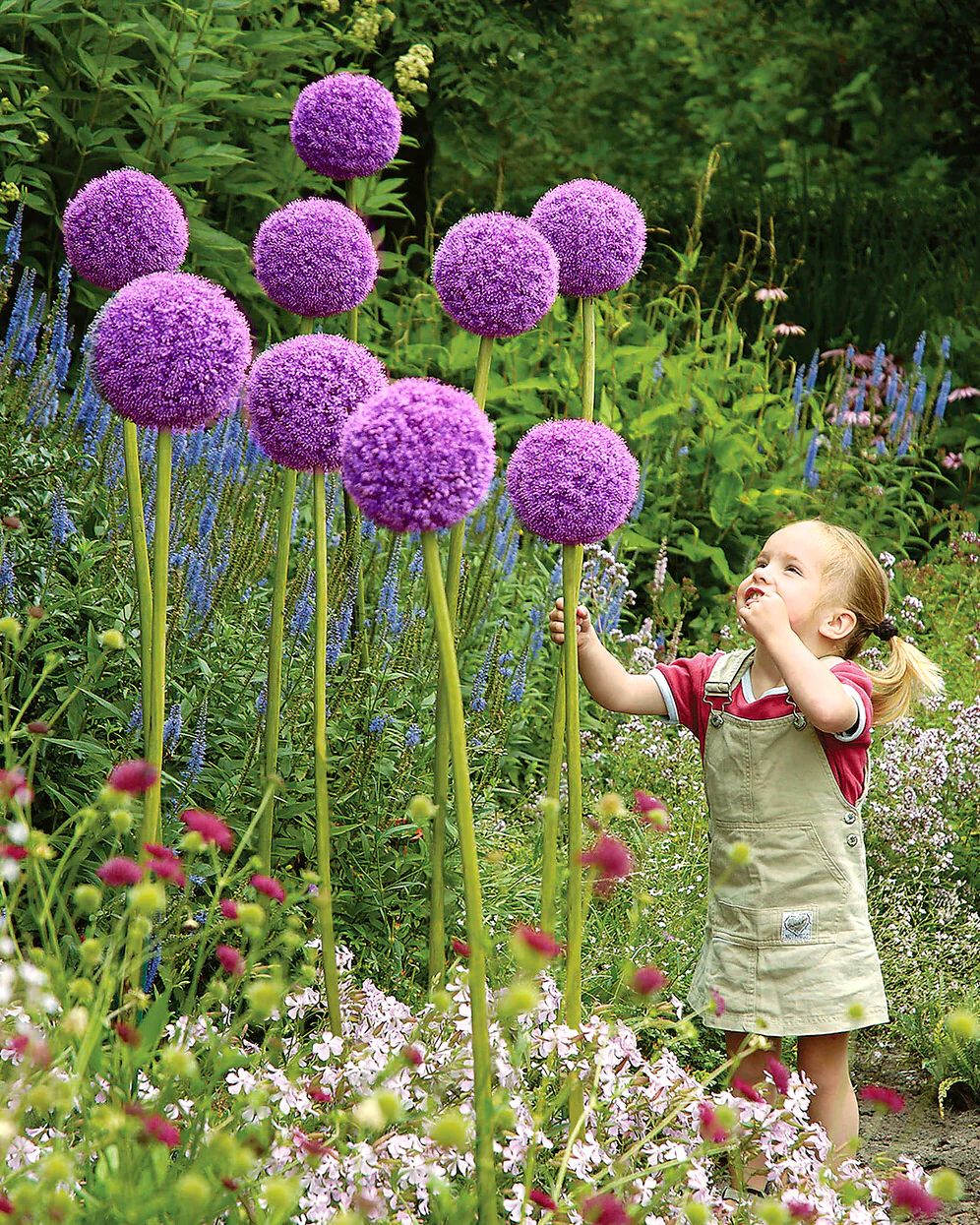 Allium giganteum