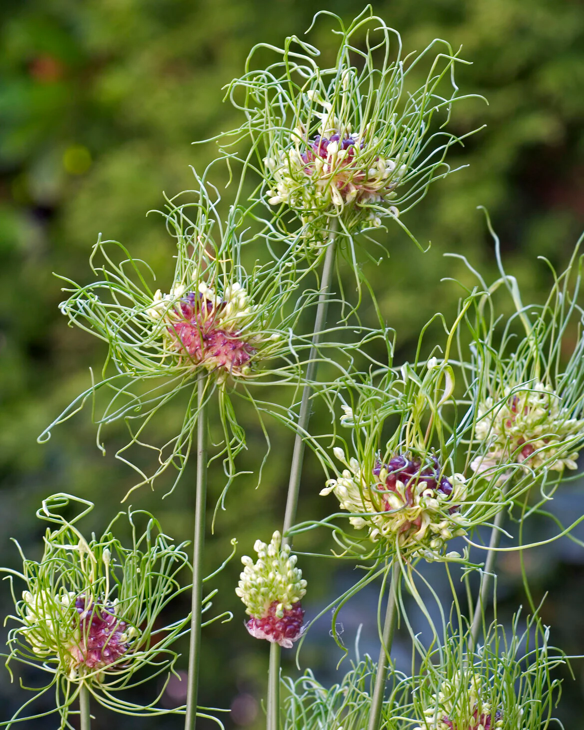 Allium 'Hair'
