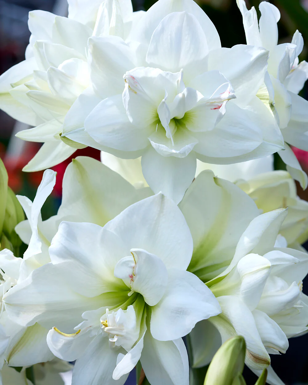 Amaryllis 'Akiko'