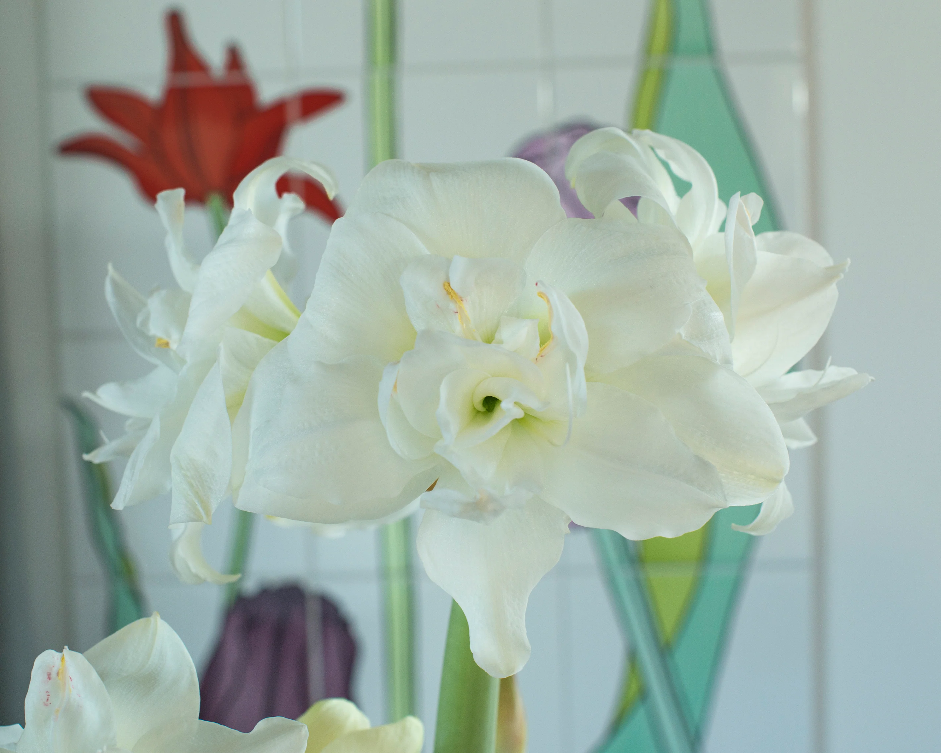 Amaryllis 'Akiko' - Image 6