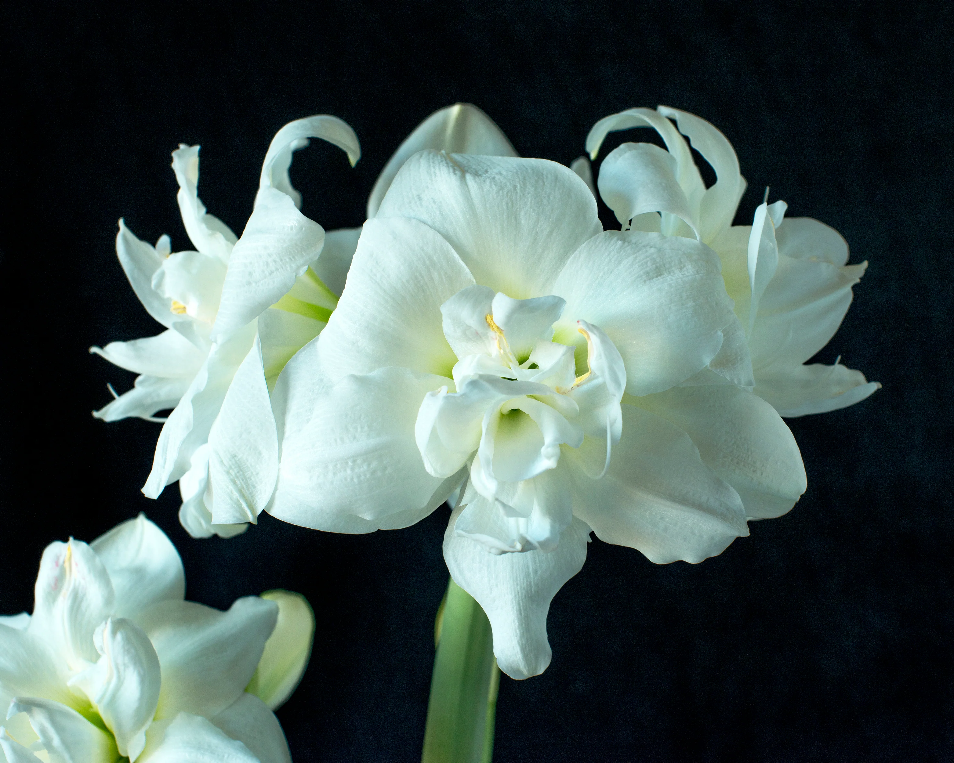 Amaryllis 'Akiko' - Image 8