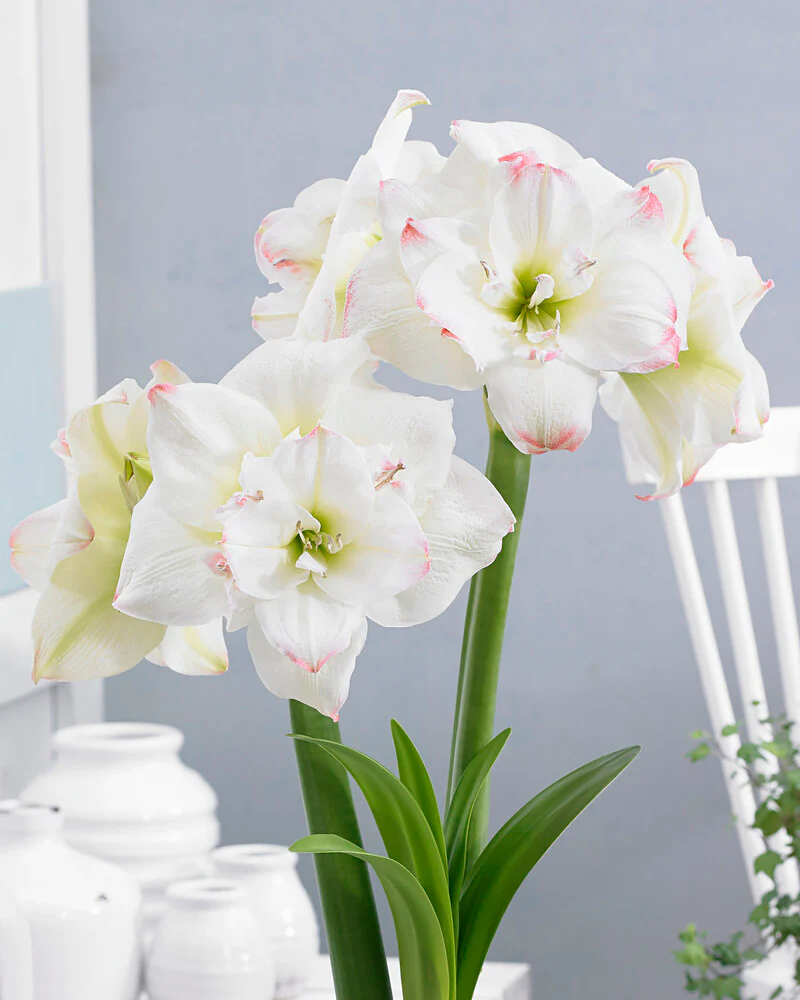 Amaryllis 'Amadeus Candy'