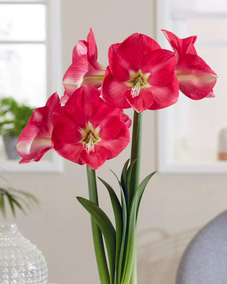 Amaryllis 'Candy Cream'