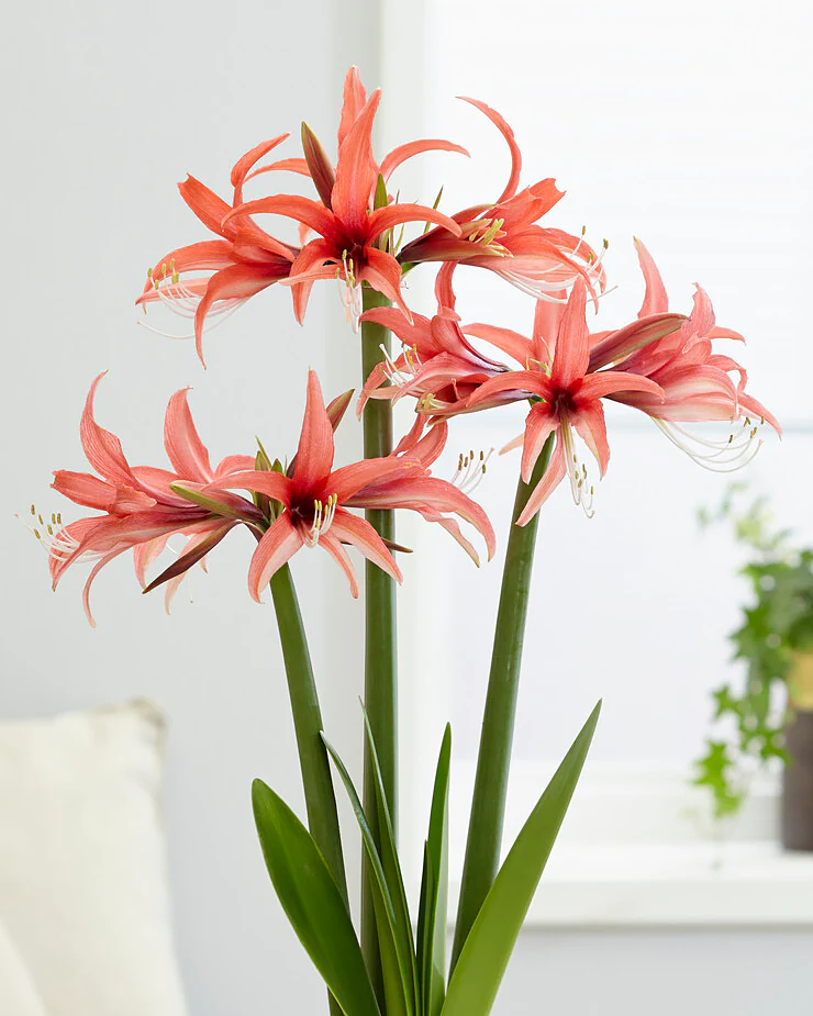 Amaryllis 'Cybister Rose'