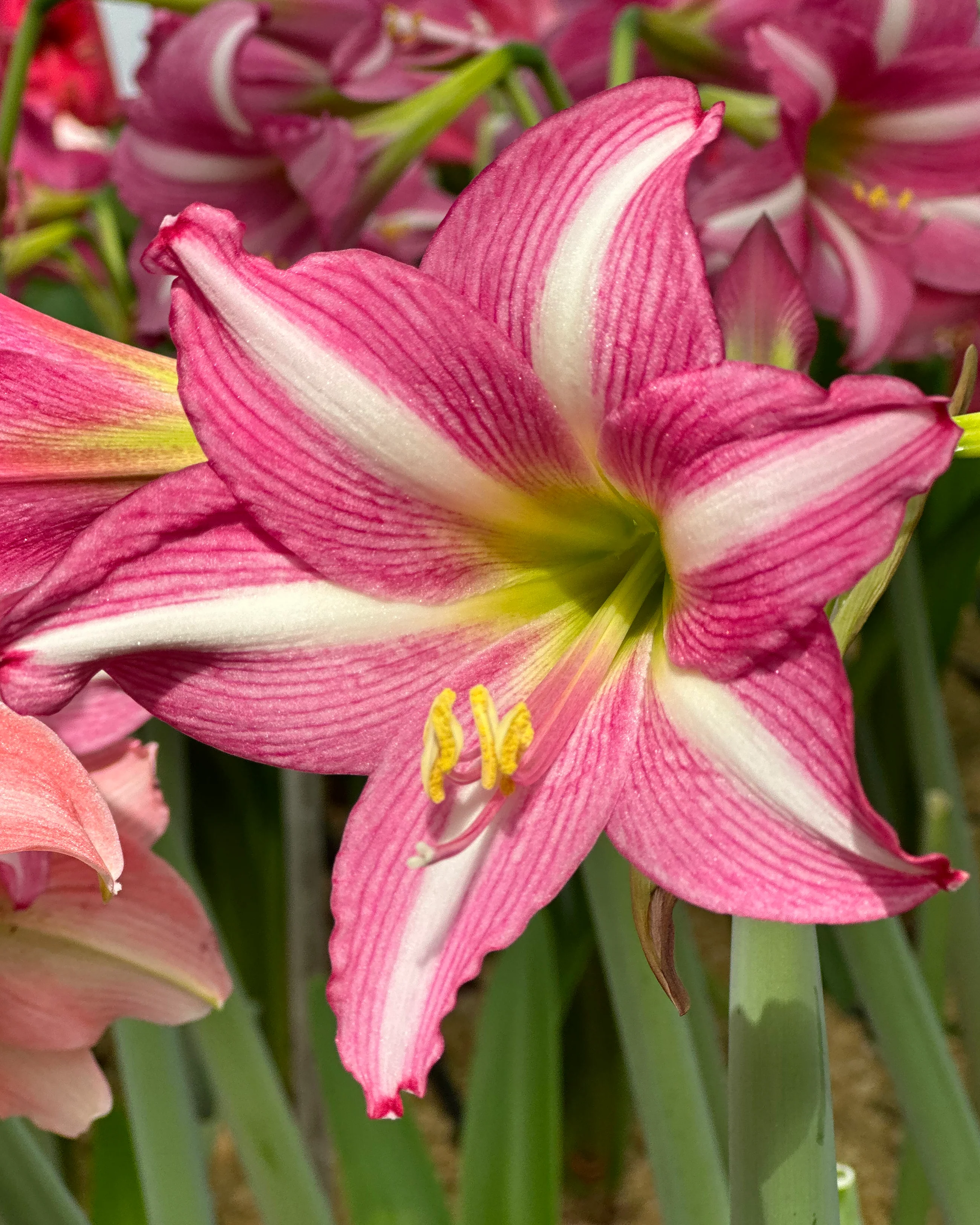 Amaryllis 'Estella'