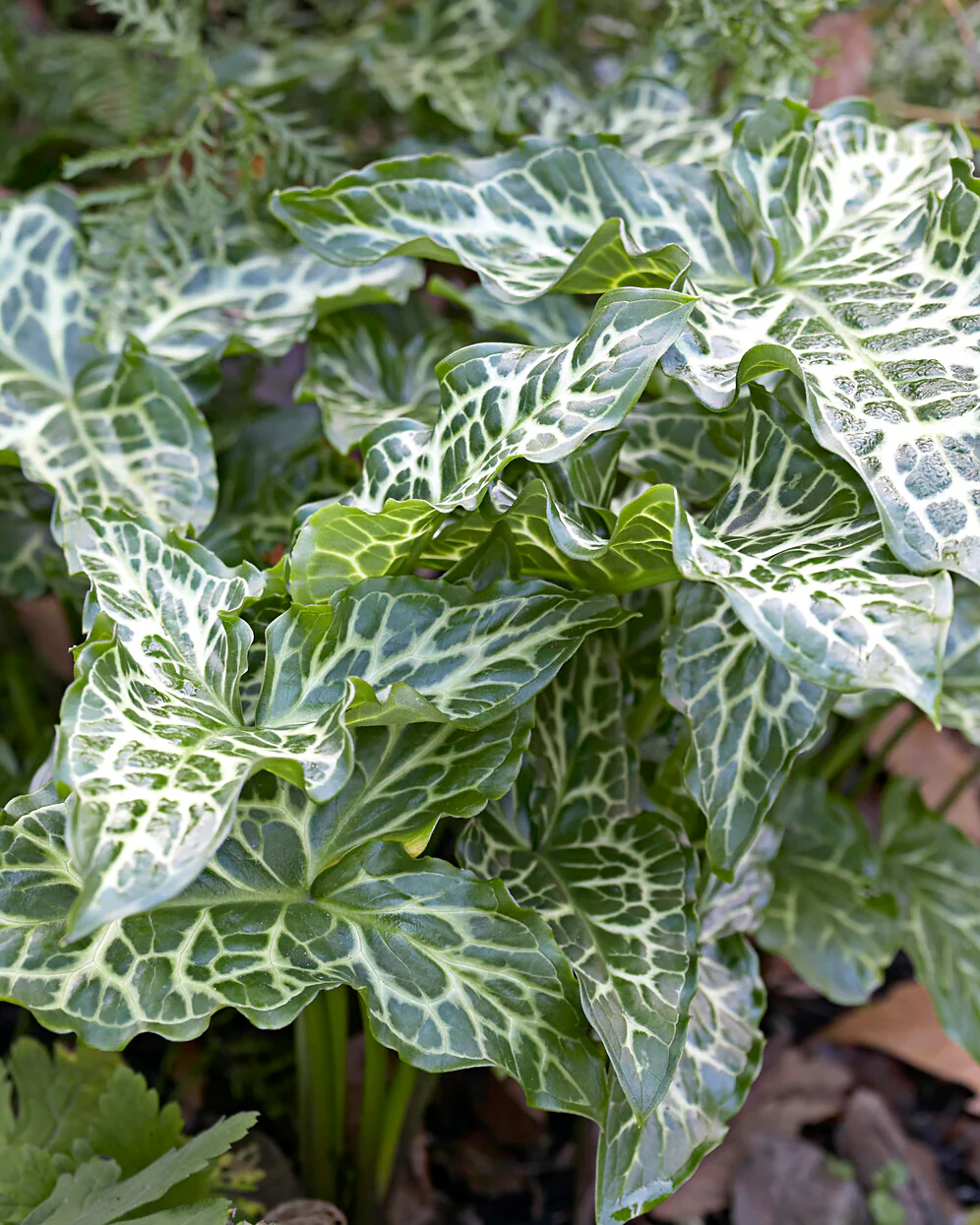 Arum italicum - Image 2
