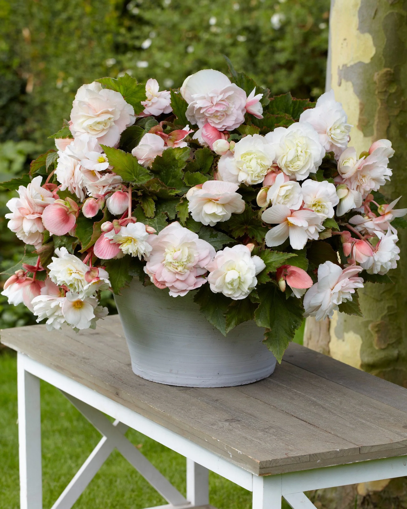 Begonia odorata 'Angelique'