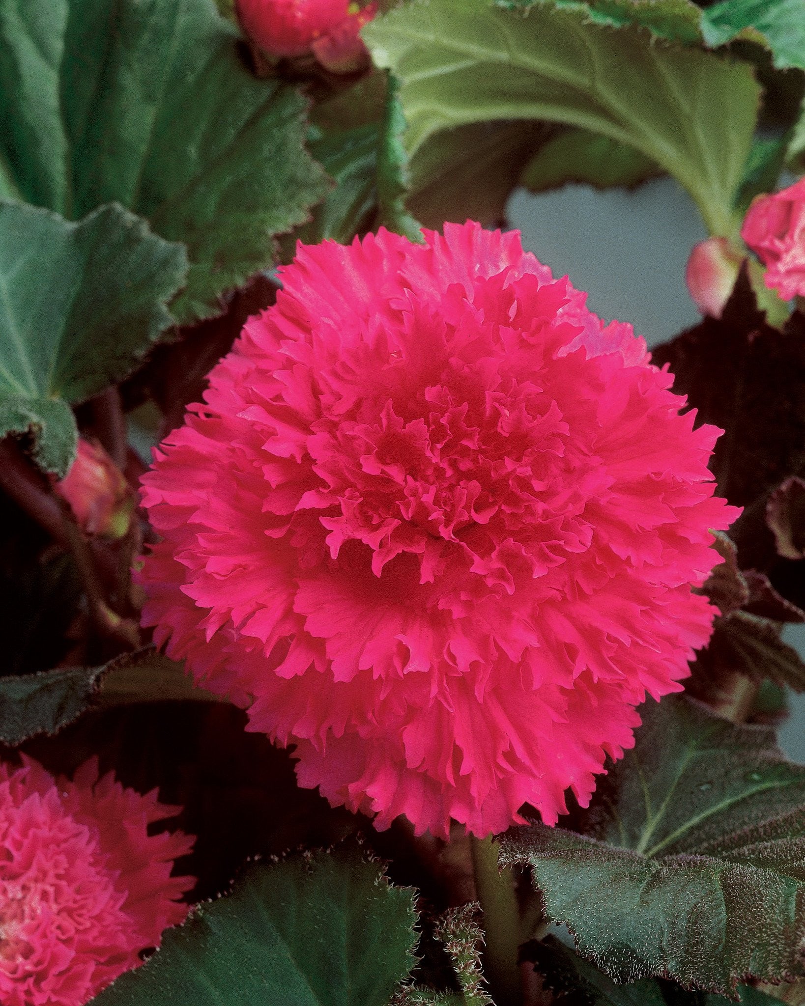 Begonia 'Fimbriata Pink'