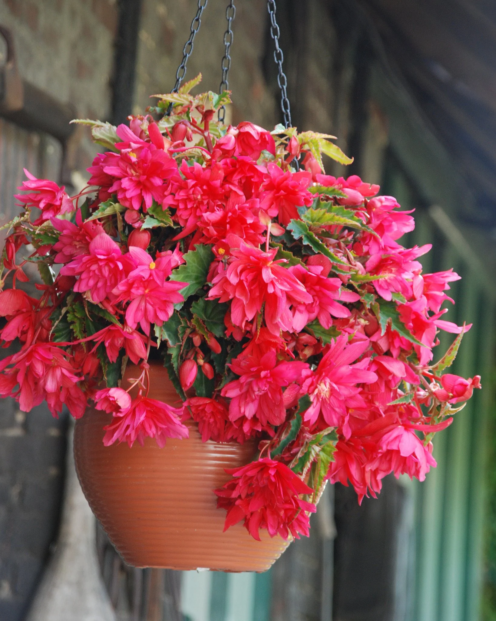 Begonia 'Pendula Pink'