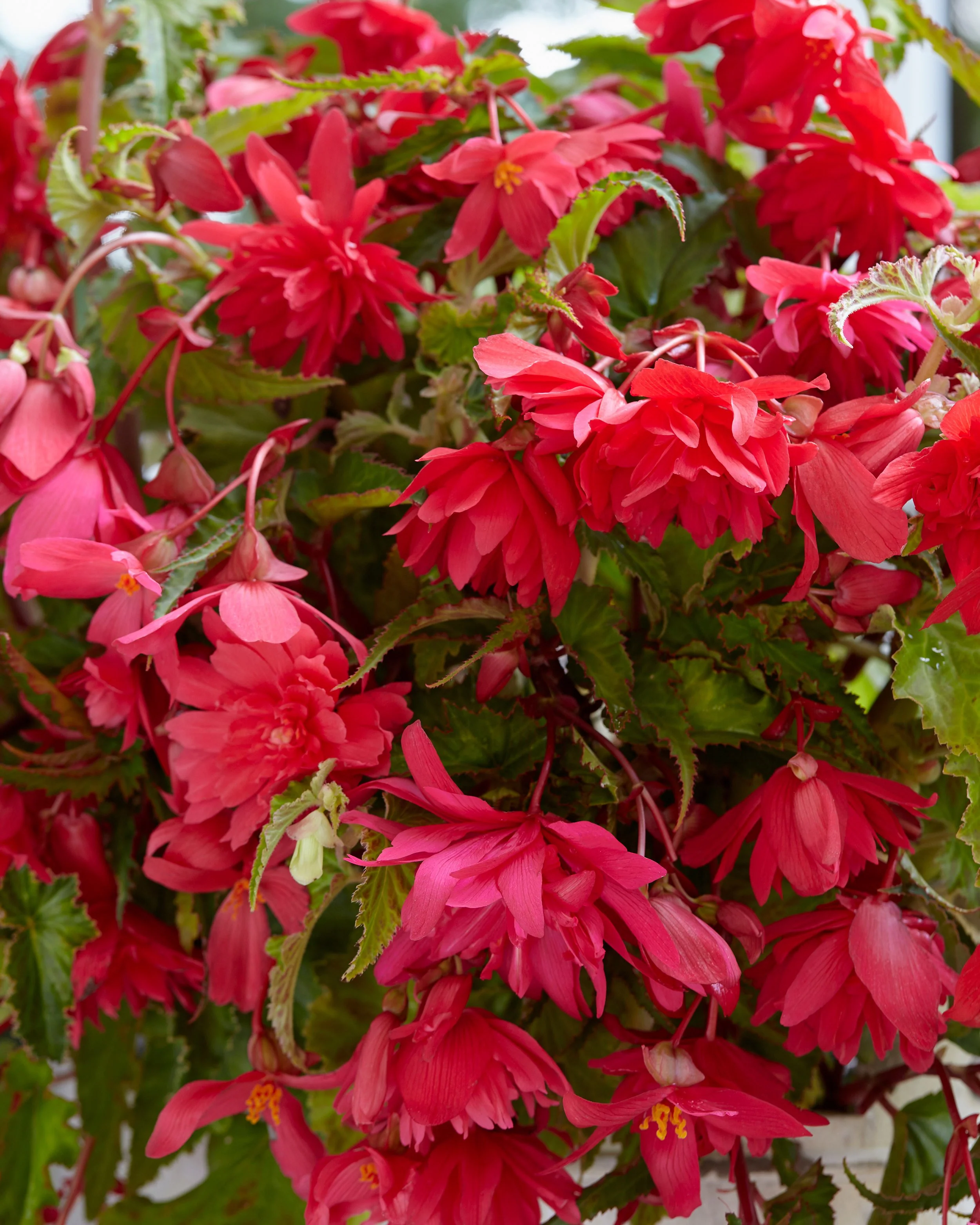 Begonia 'Pendula Pink' - Image 2