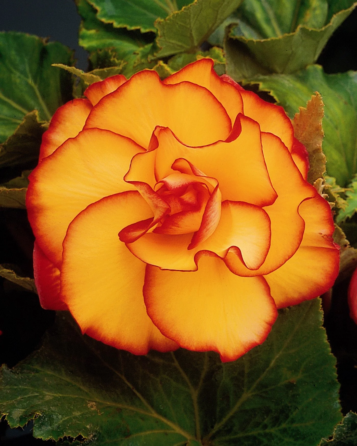 Begonia 'Picotee Sunburst' - Image 2
