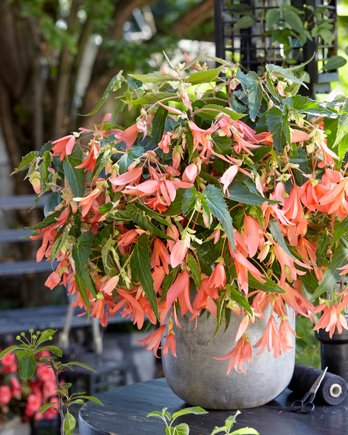 Begonia 'San Francisco'
