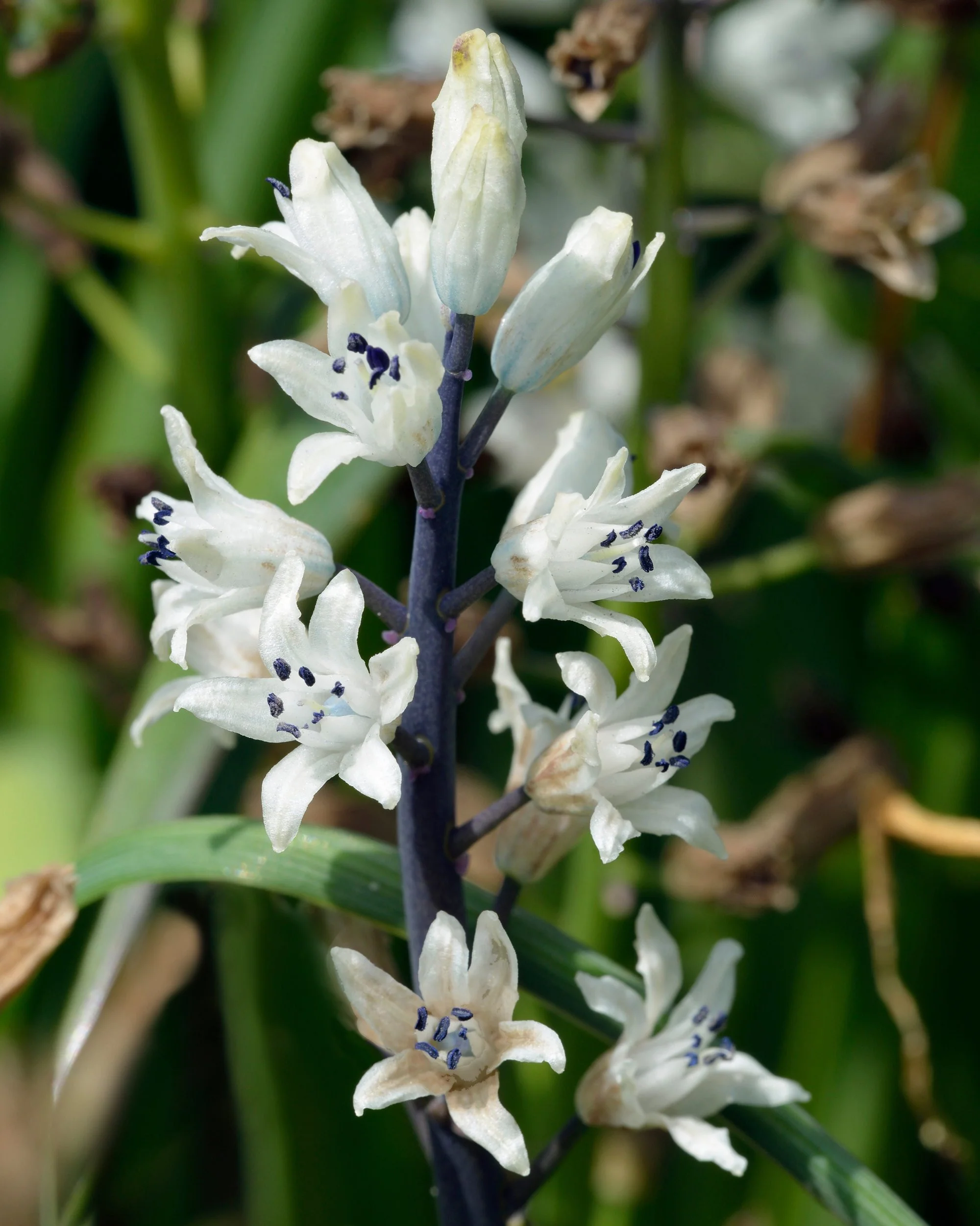 Bellevalia romana