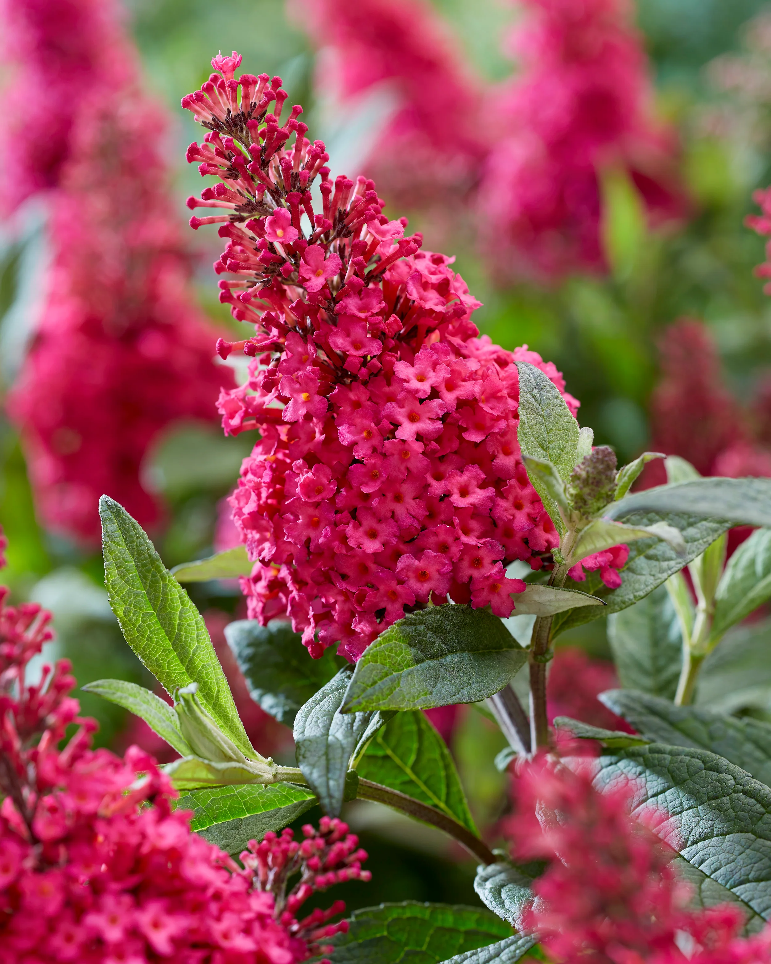 Buddleja 'Little Ruby' - Image 2