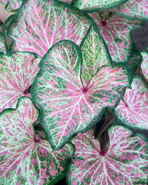 Caladium 'Dot's Delight'
