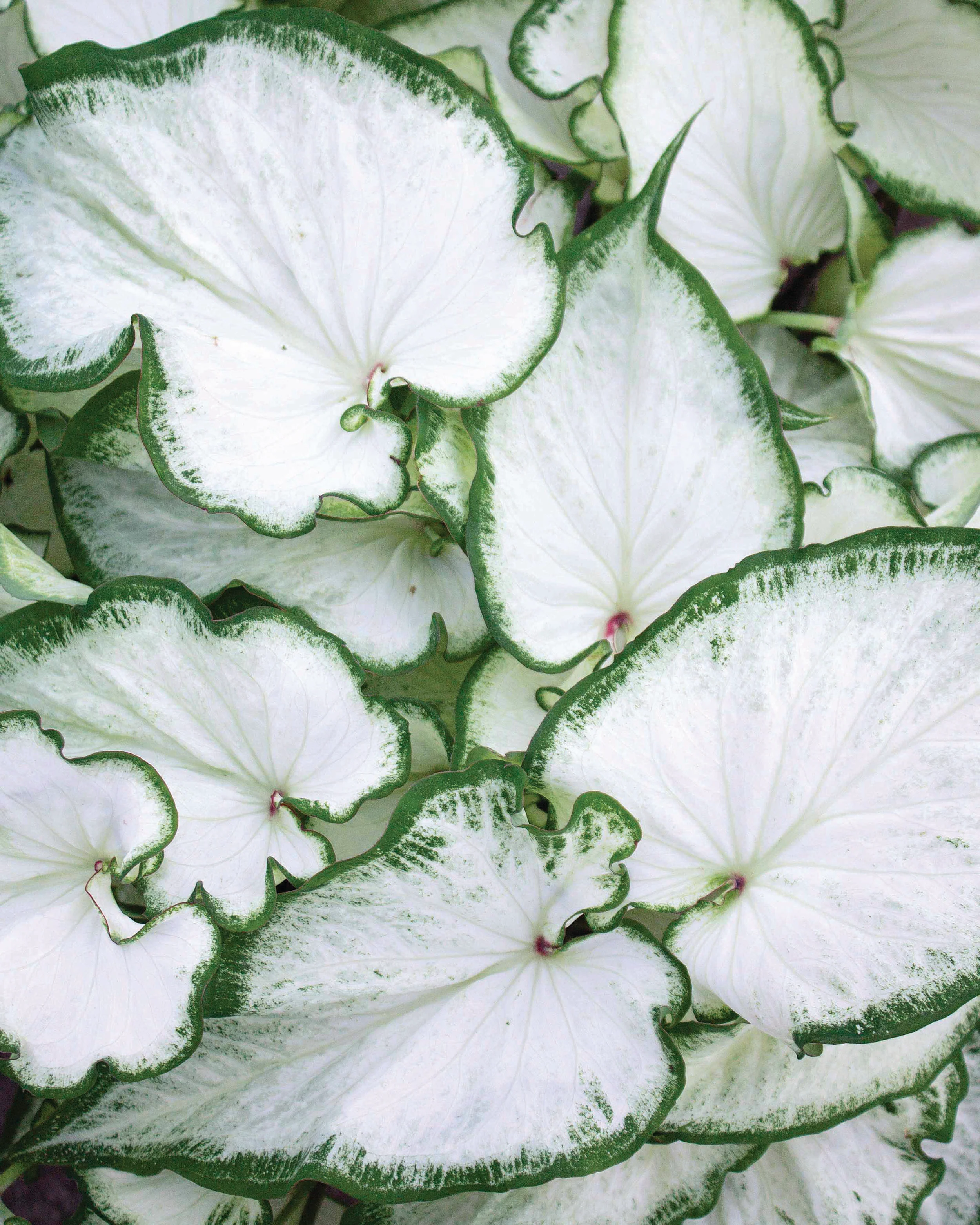 Caladium 'Icicle'