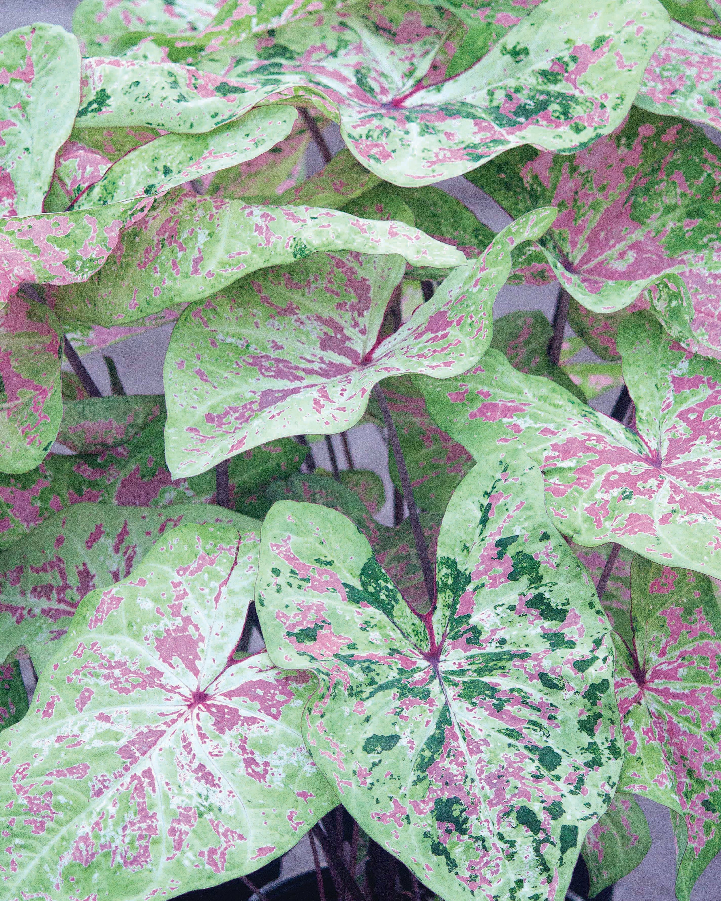 Caladium 'Seafoam Pink'