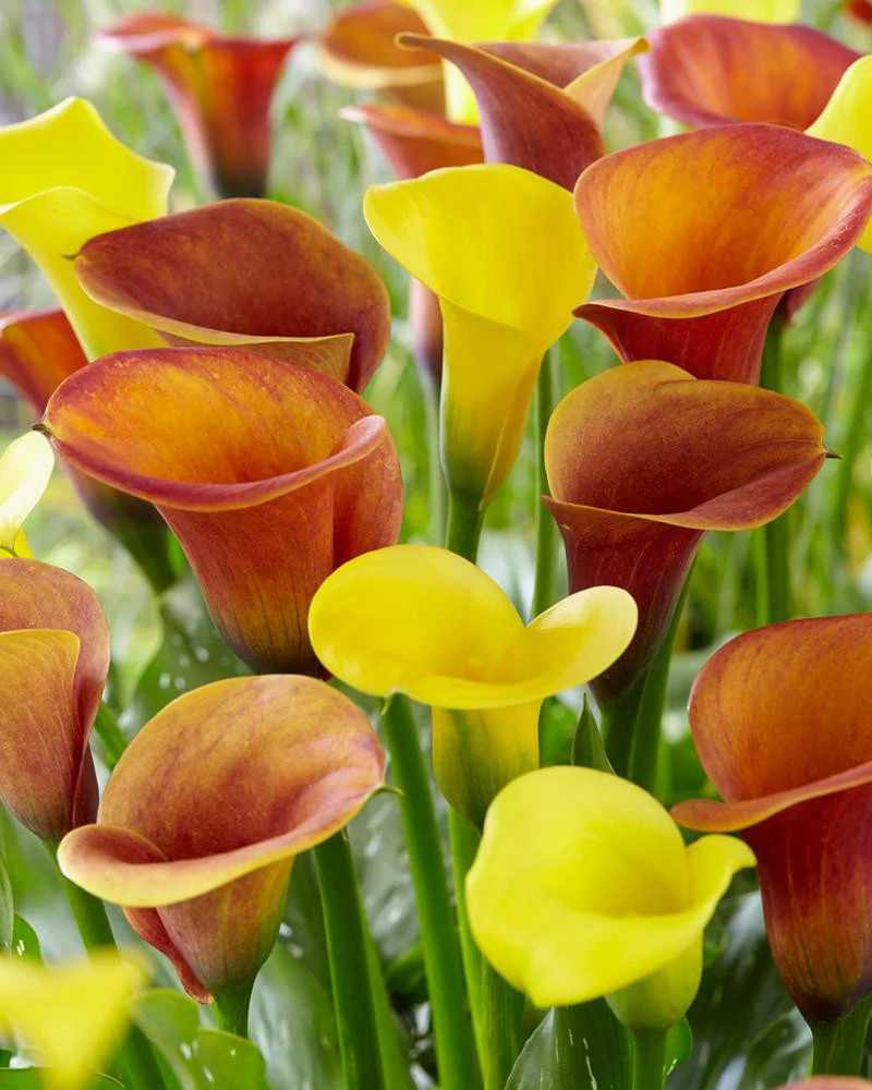 Calla collection 'Lion'