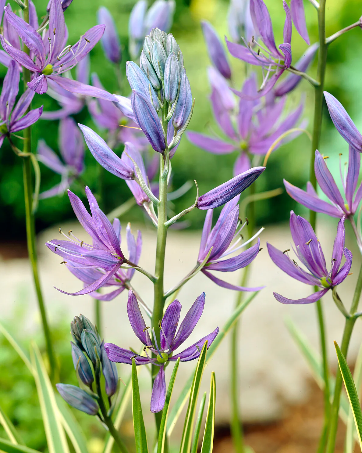 Camassia 'Blue Melody' - Image 2