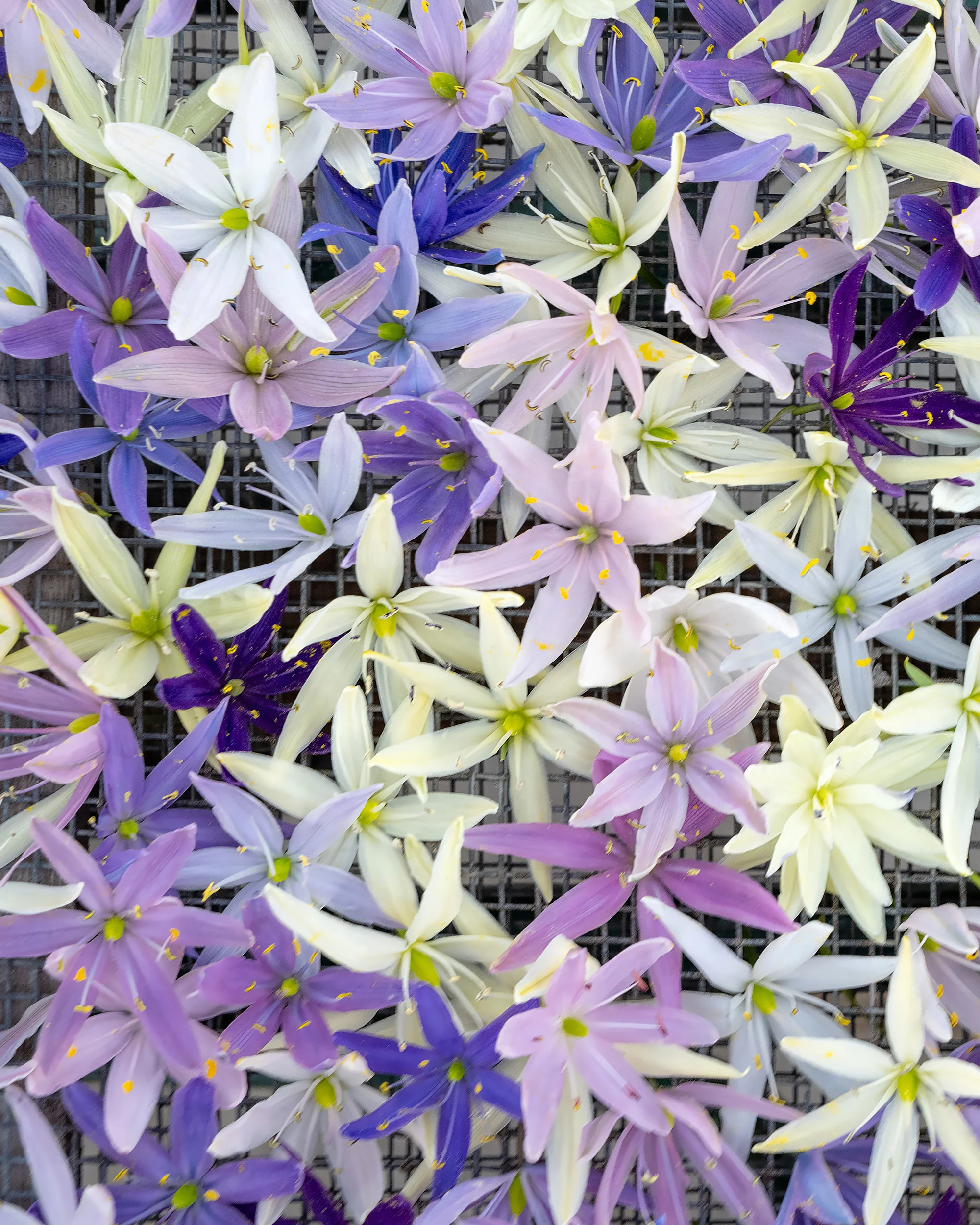 Camassia 'Hybrids Mix' - Image 2