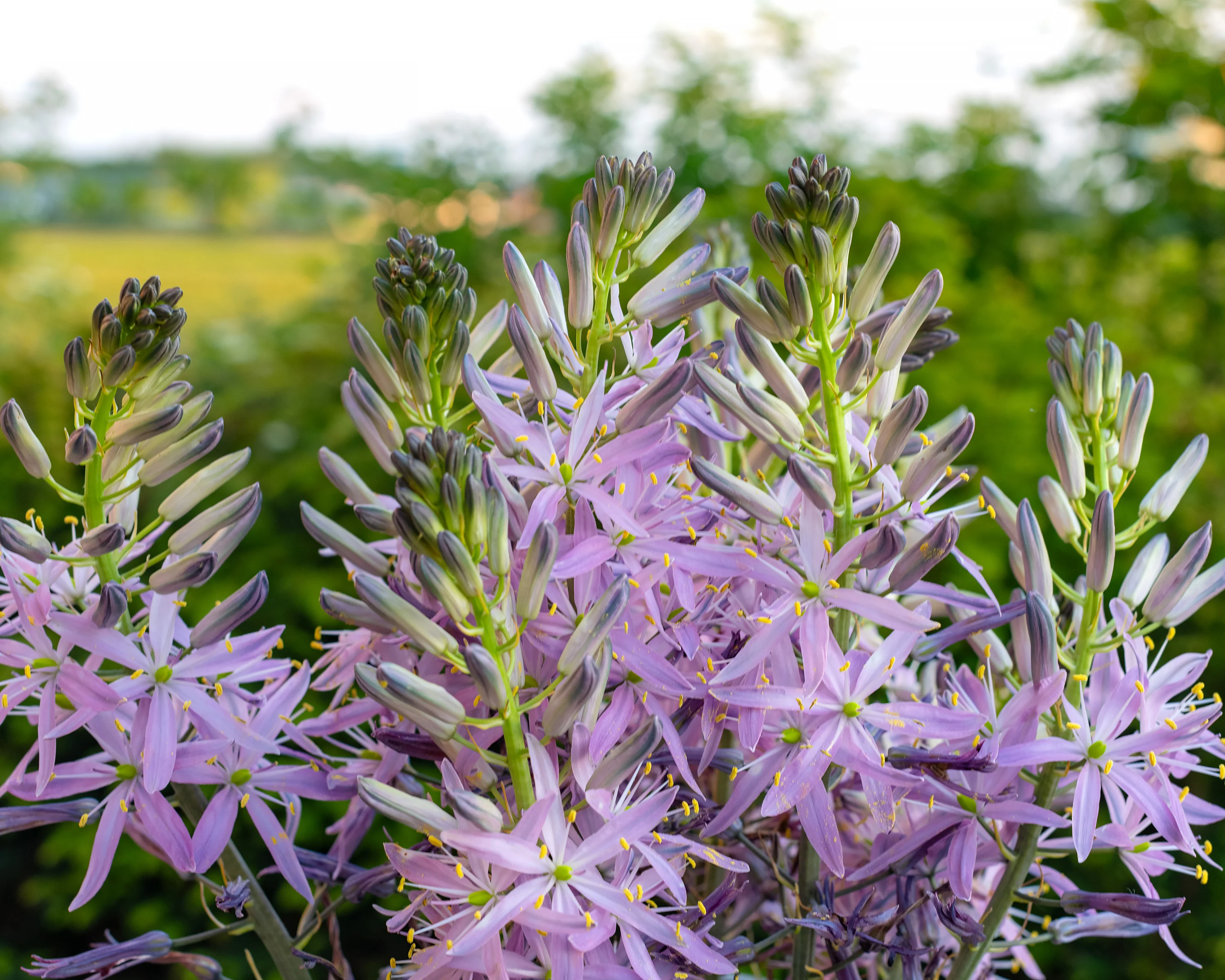 Camassia 'Aurora' - Image 2