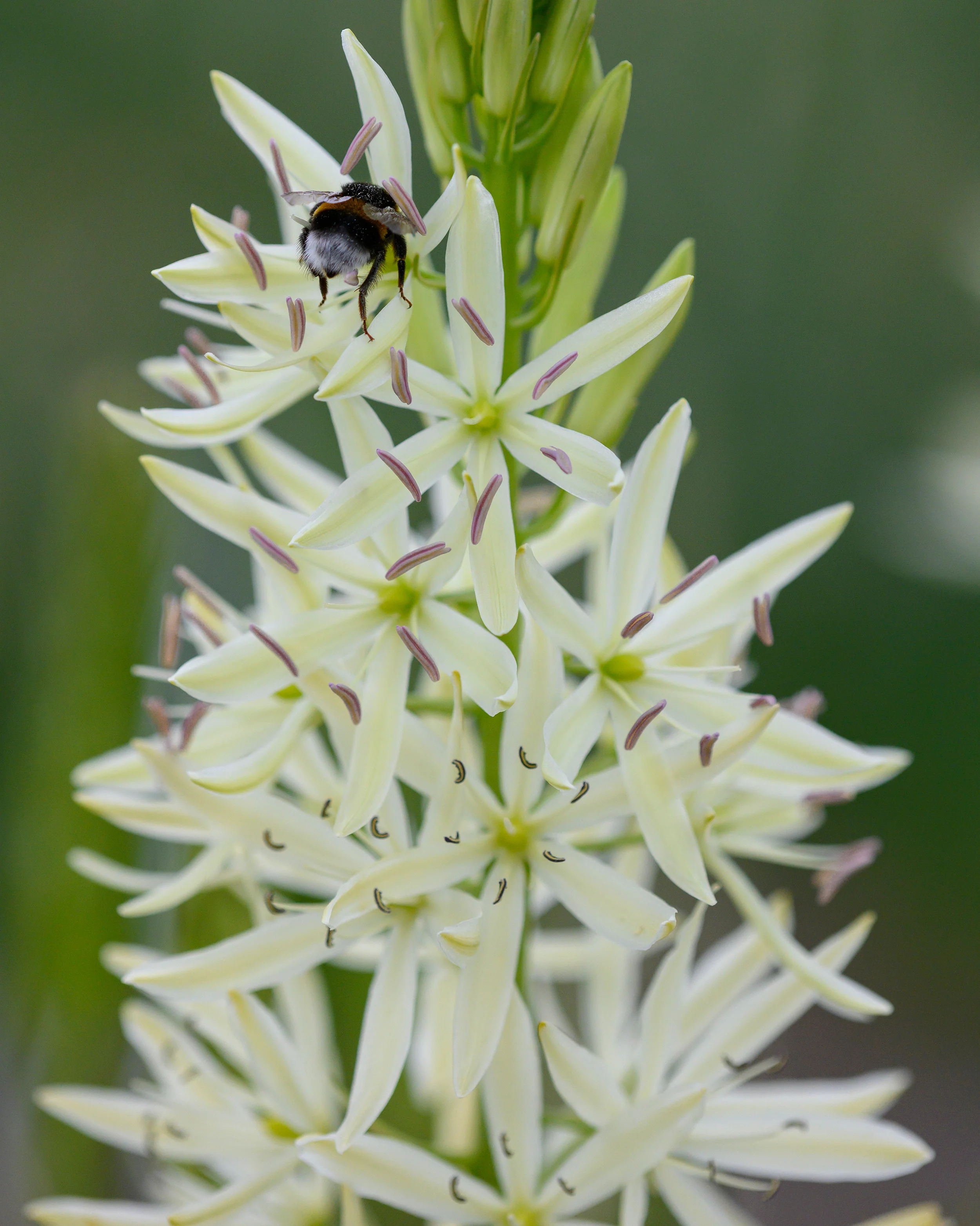 Camassia 'Silk River' - Image 2