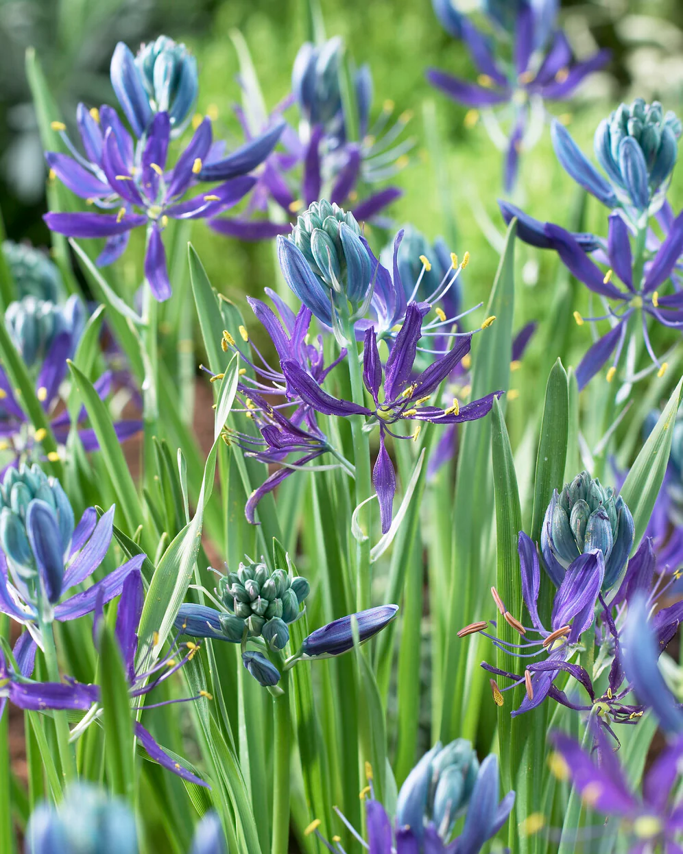 Camassia quamash