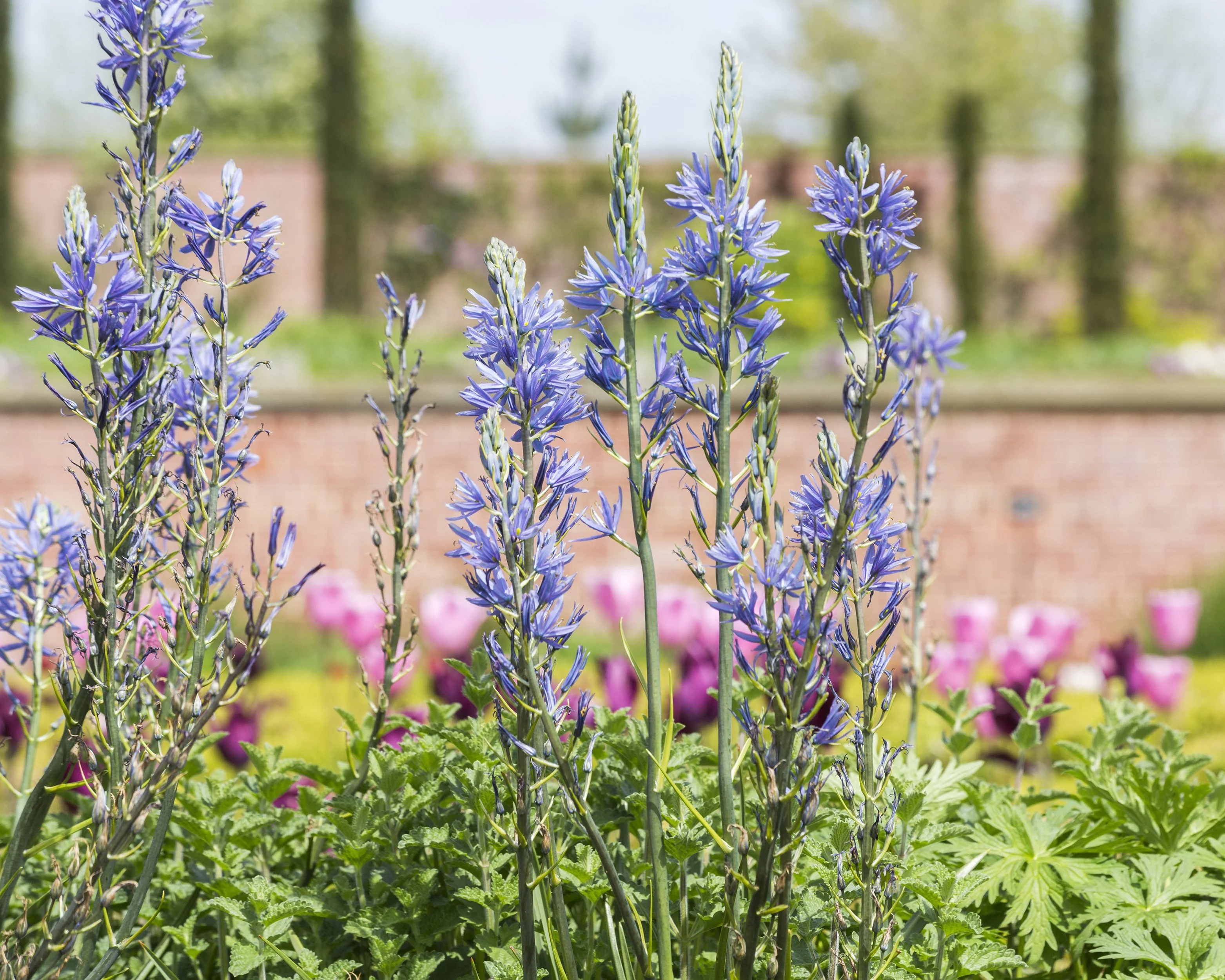Camassia quamash - Image 2