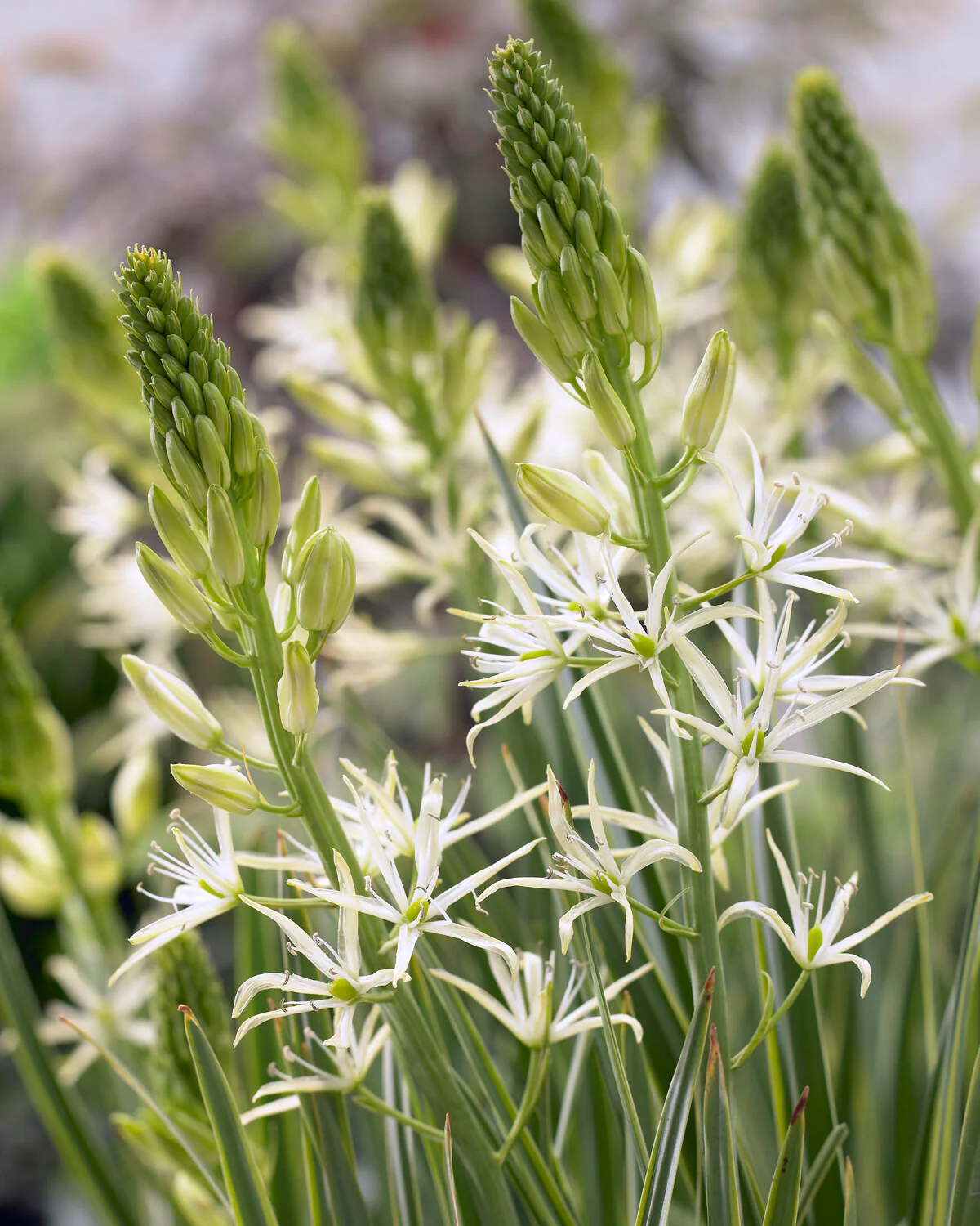 Camassia 'Sacajawea' - Image 2