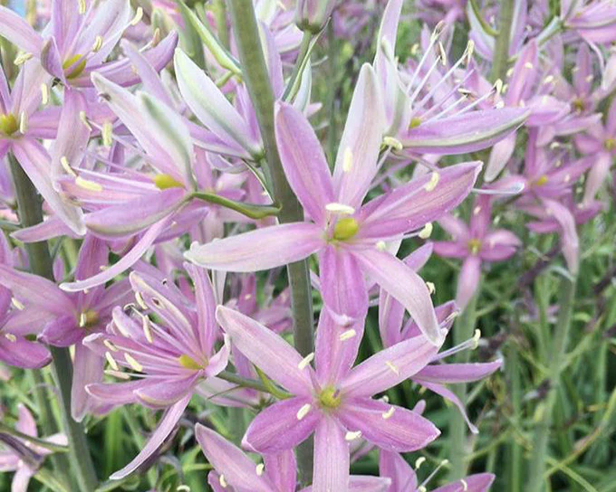 Camassia 'Sweet Candle' - Image 2