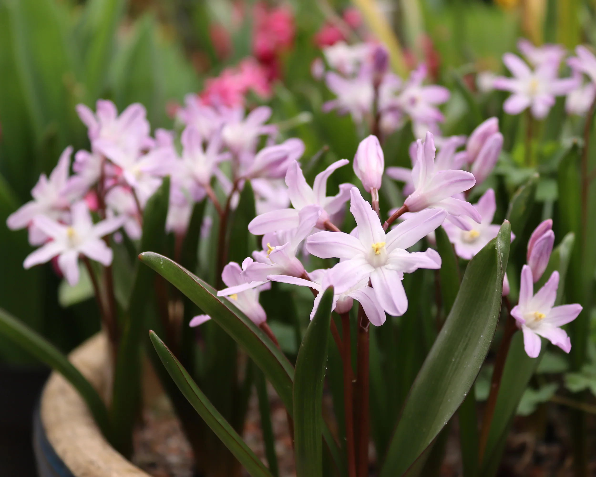 Chionodoxa 'Pink Giant' - Image 2