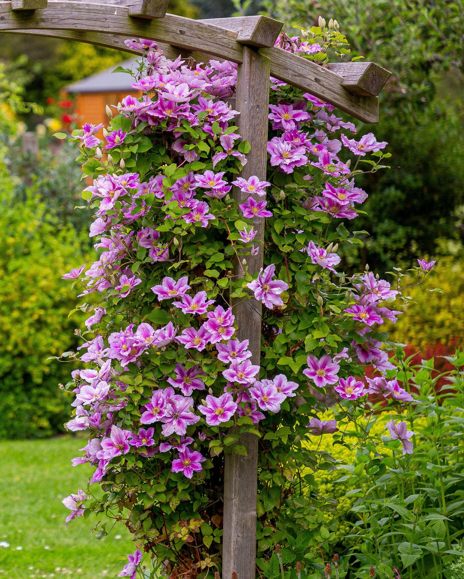 Clematis 'Piilu'