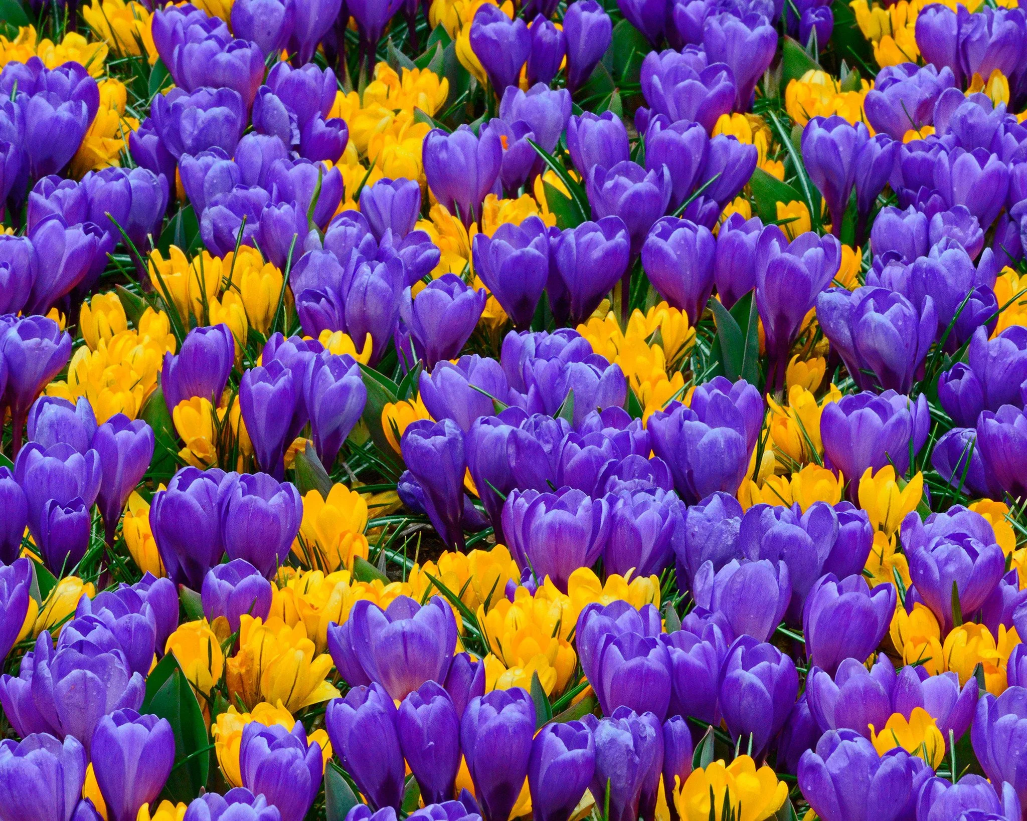 Crocus collection 'Del Piero' - Image 2