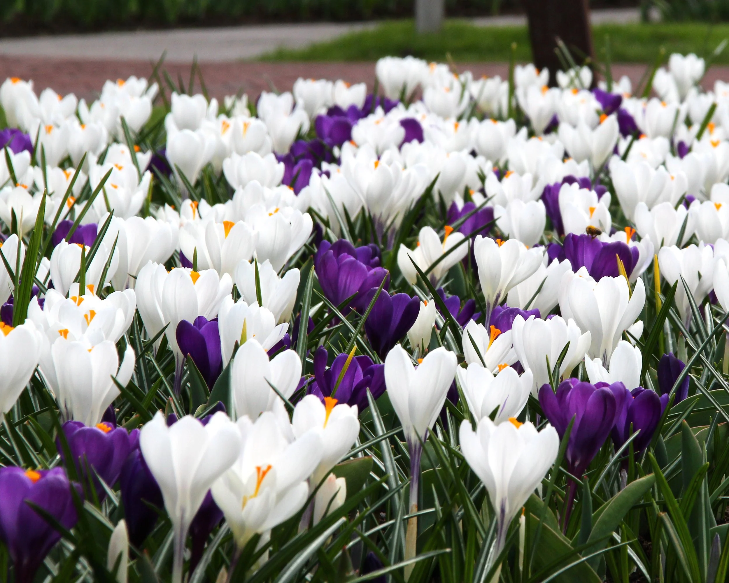 Crocus collection 'Match of the Day' - Image 2