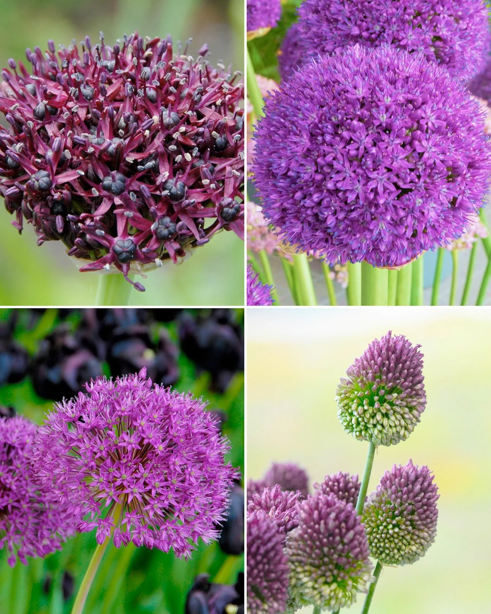 Allium collection 'Purple Rain'