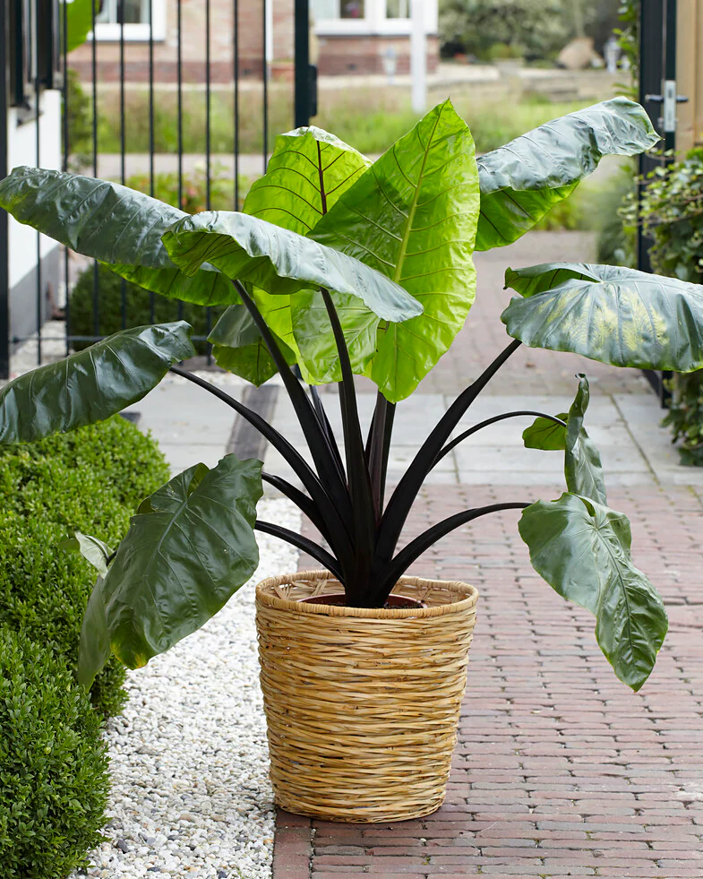 Colocasia 'Black Stem'
