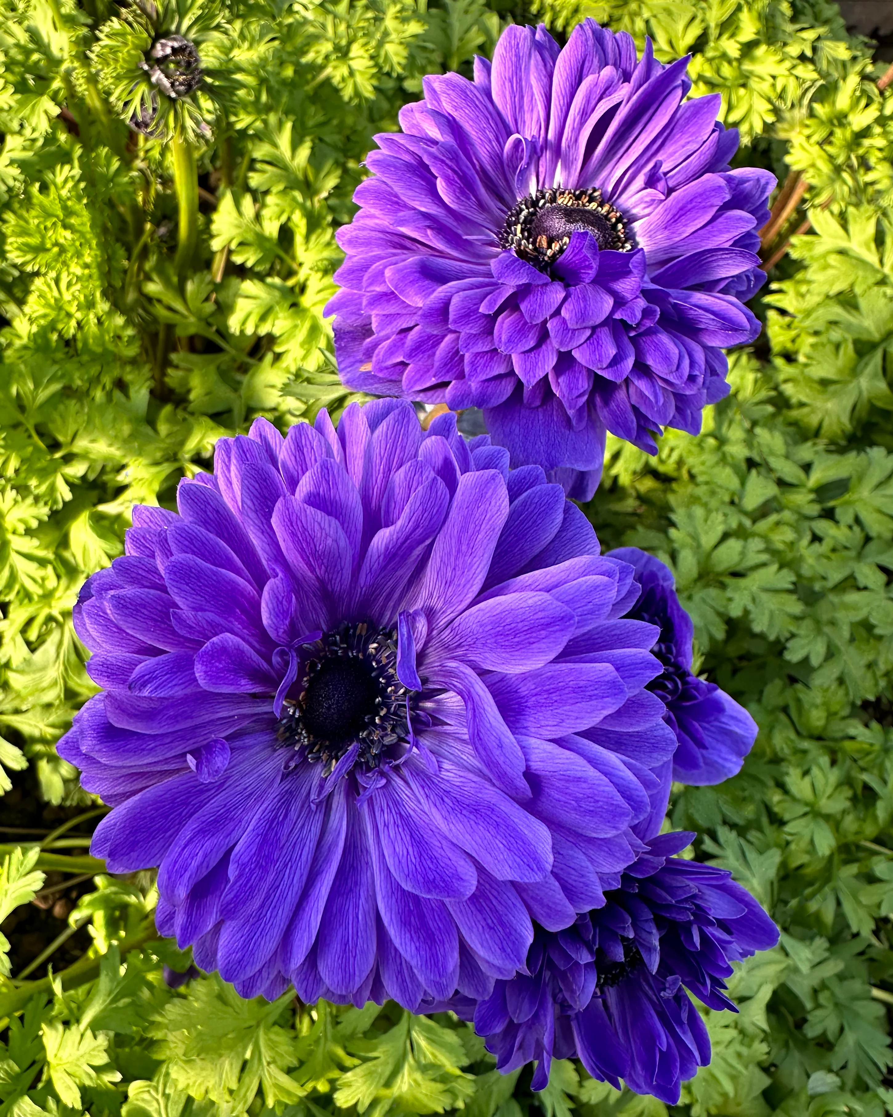 Anemone 'LevanteĀ® Blu' - Image 2