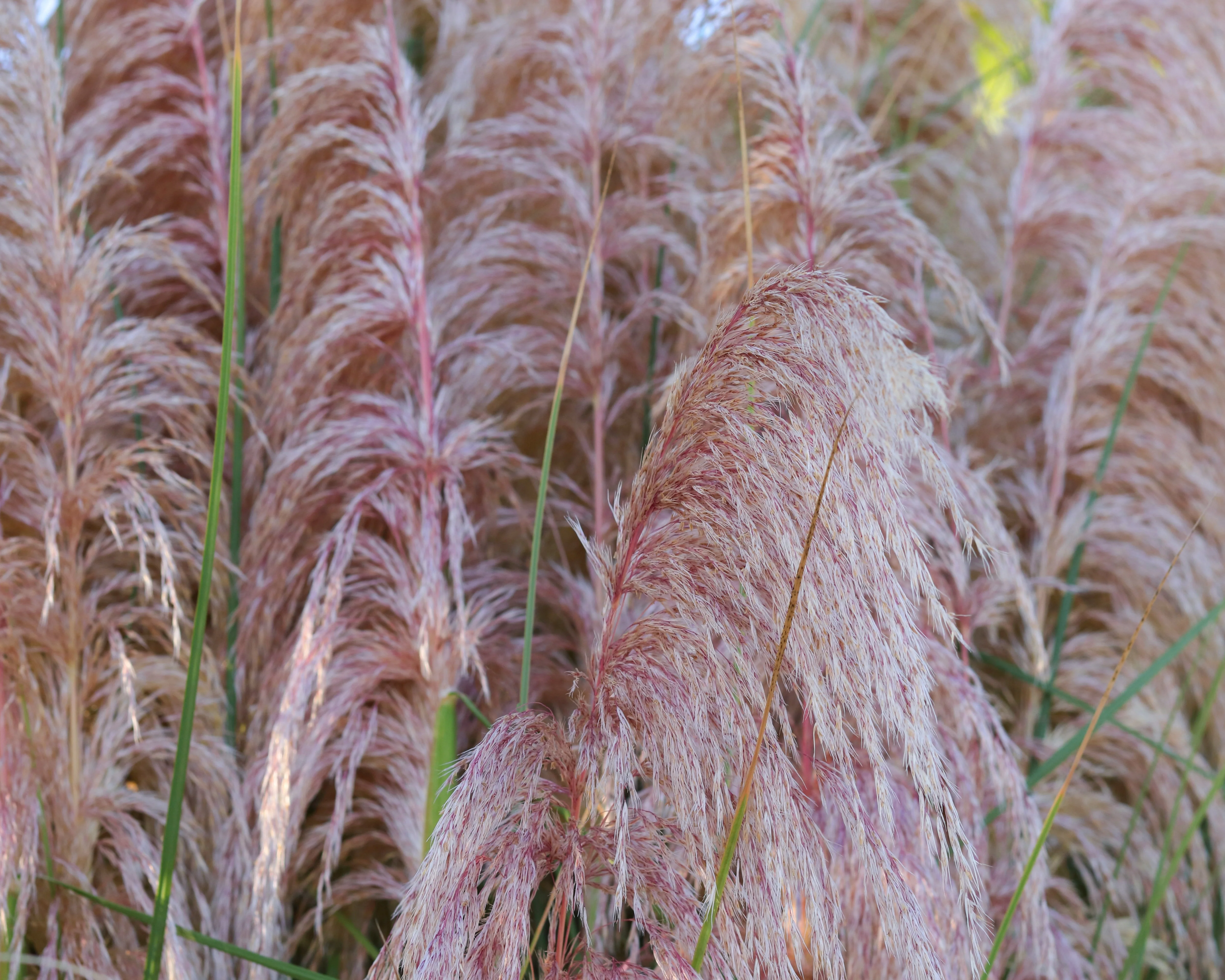 Cortaderia 'Rosea' - Image 3