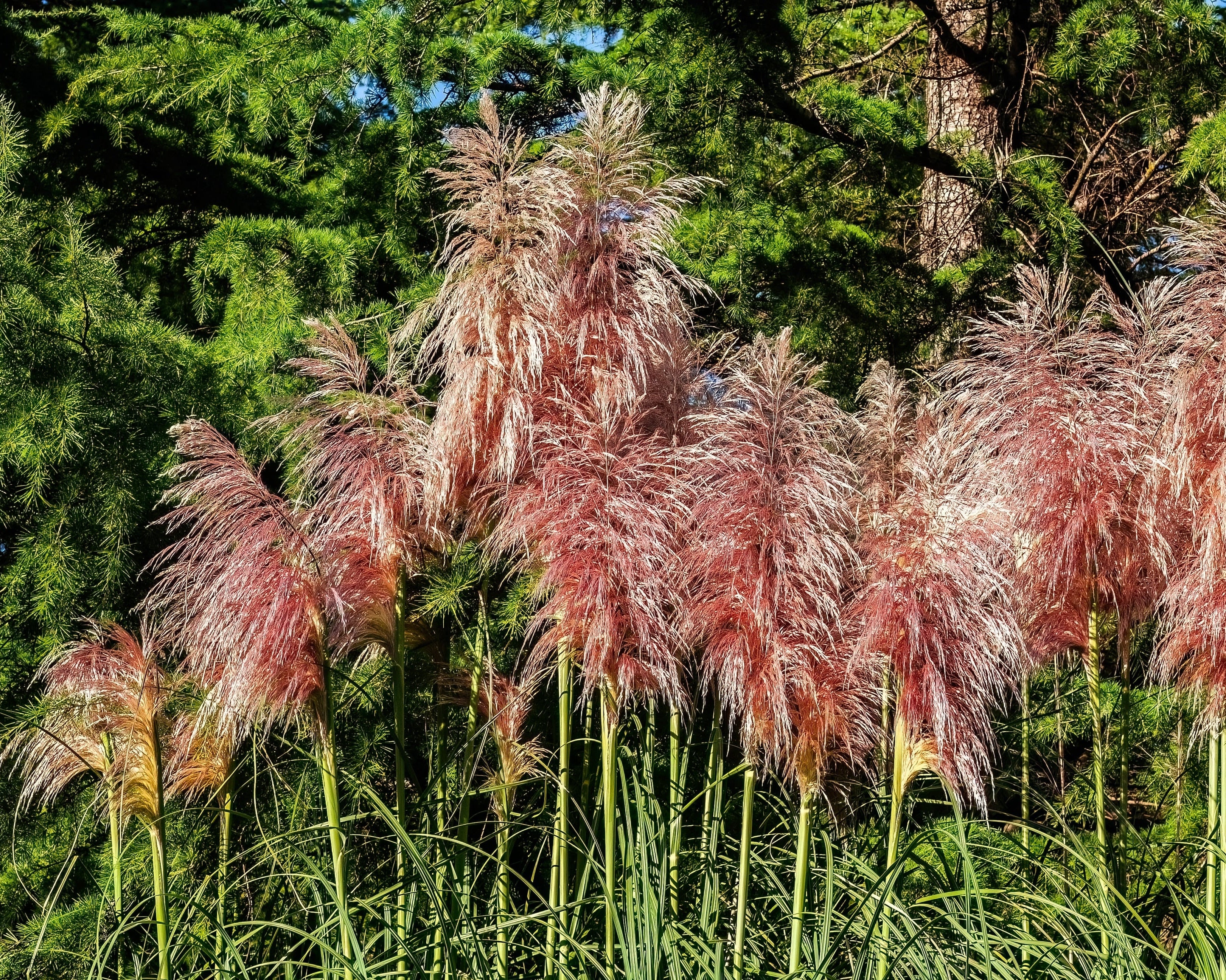 Cortaderia 'Rosea' - Image 4