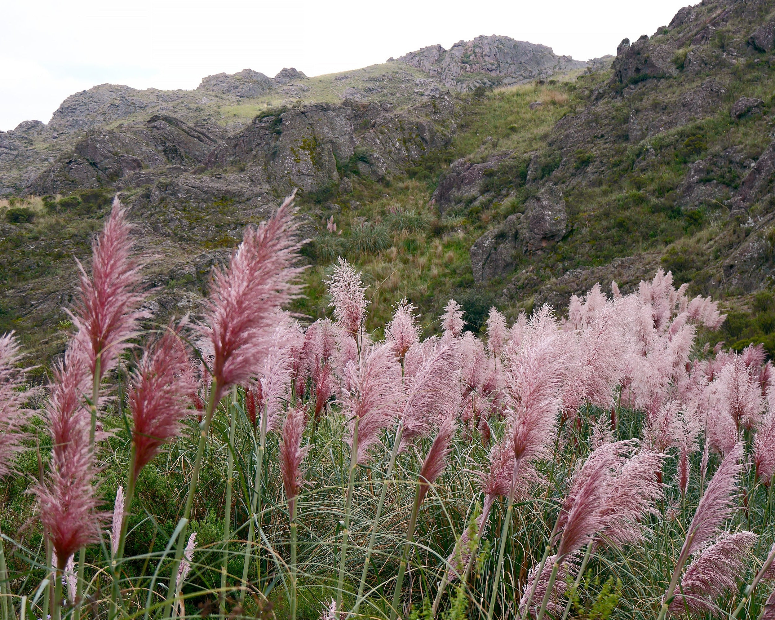 Cortaderia 'Rosea' - Image 5