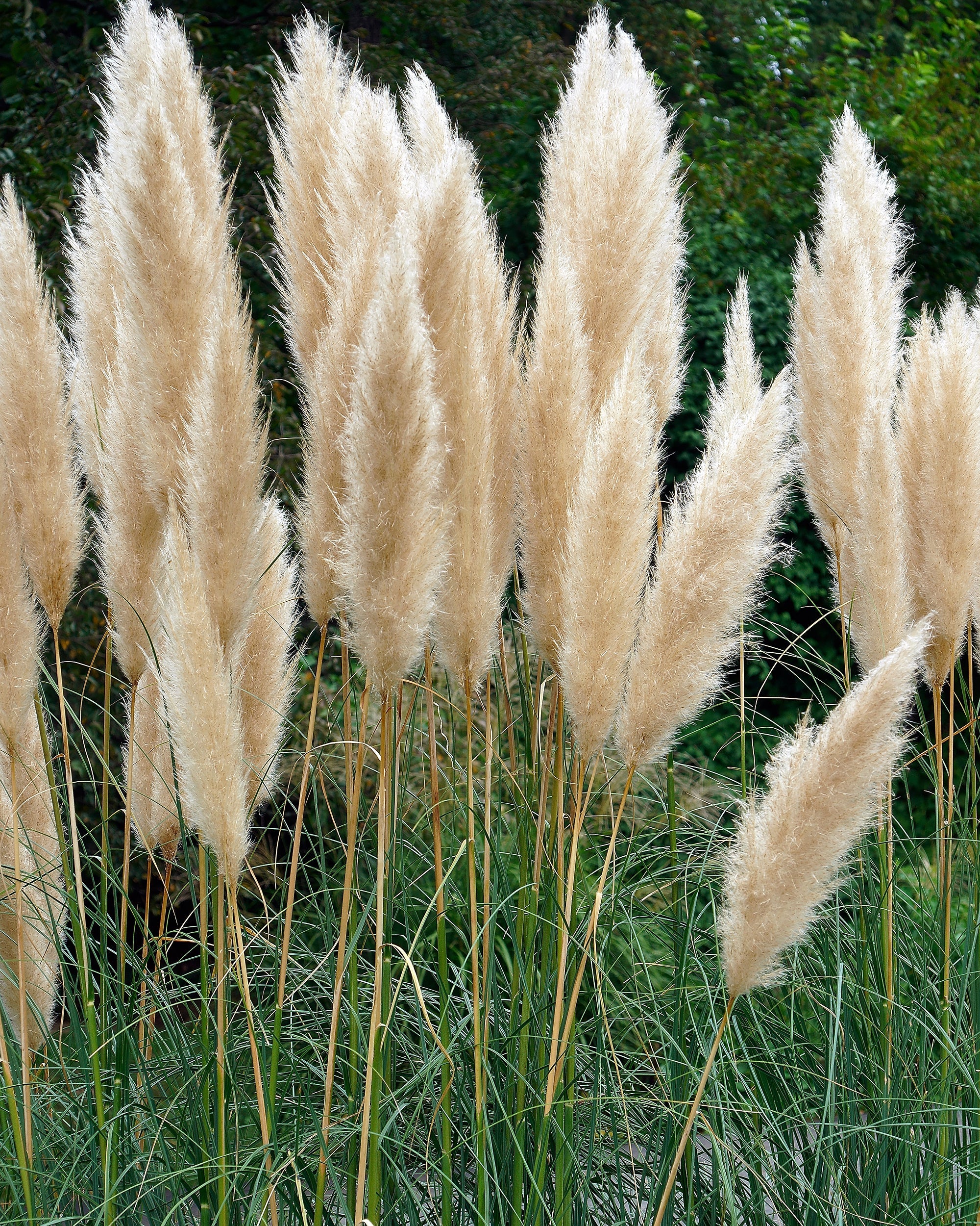 Cortaderia selloana - Image 3