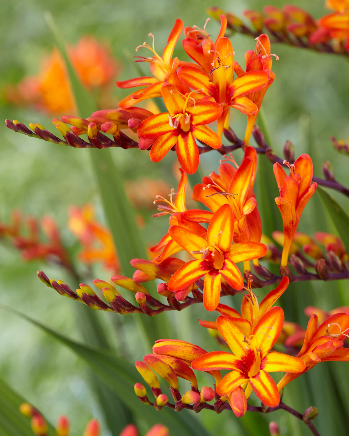 Crocosmia 'Firestarter'