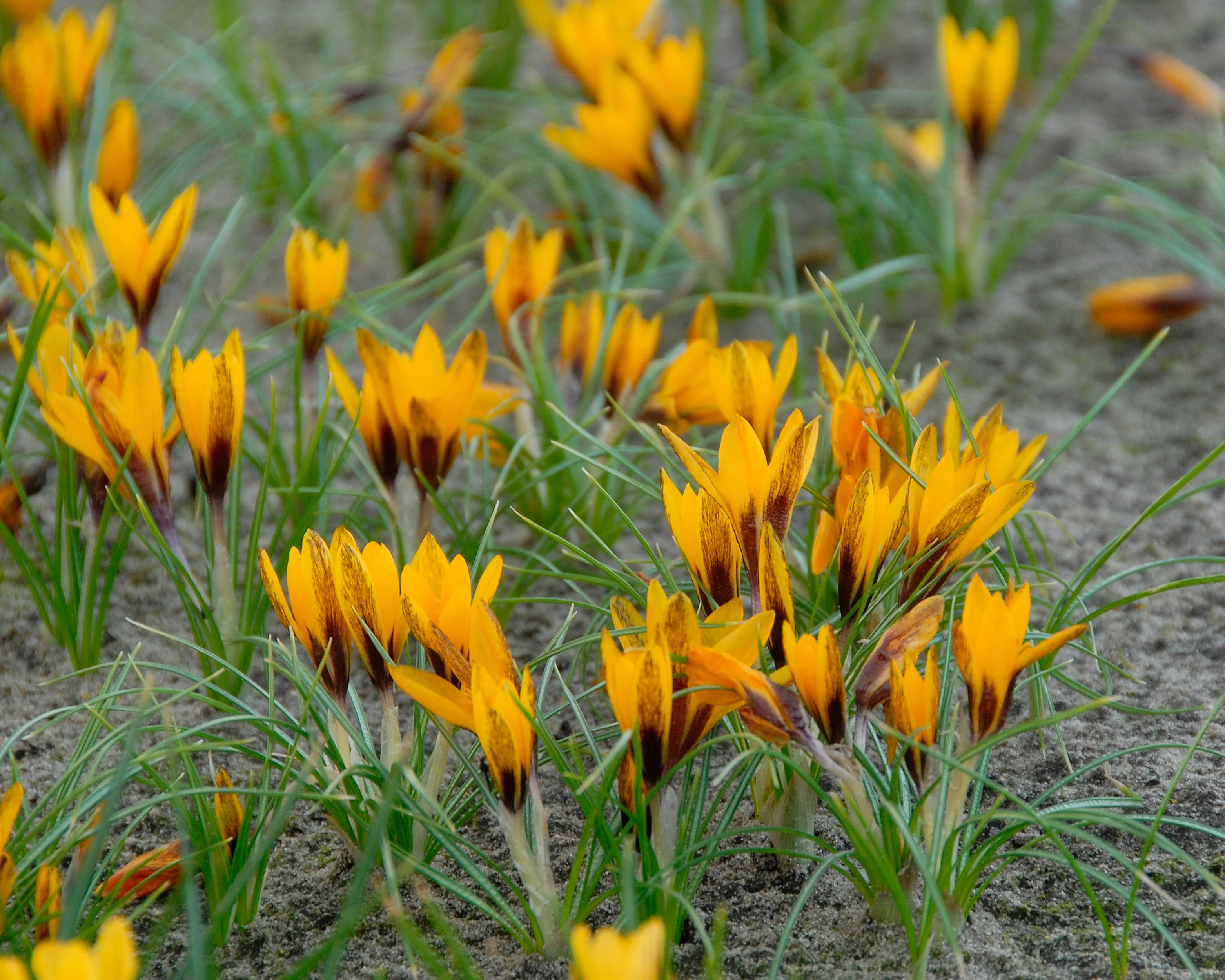 Crocus korolkowii - Image 2