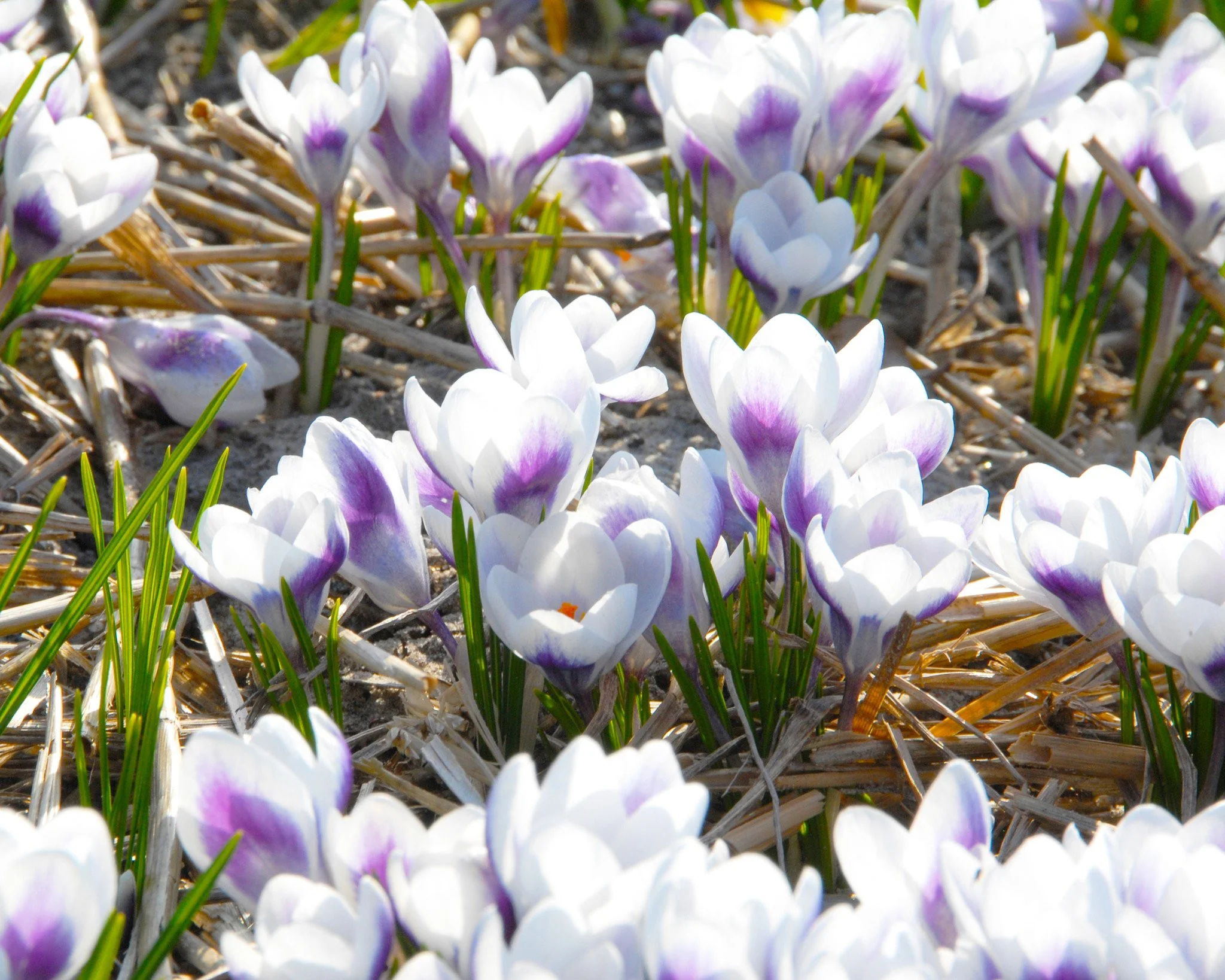 Crocus 'Prins Claus' - Image 2