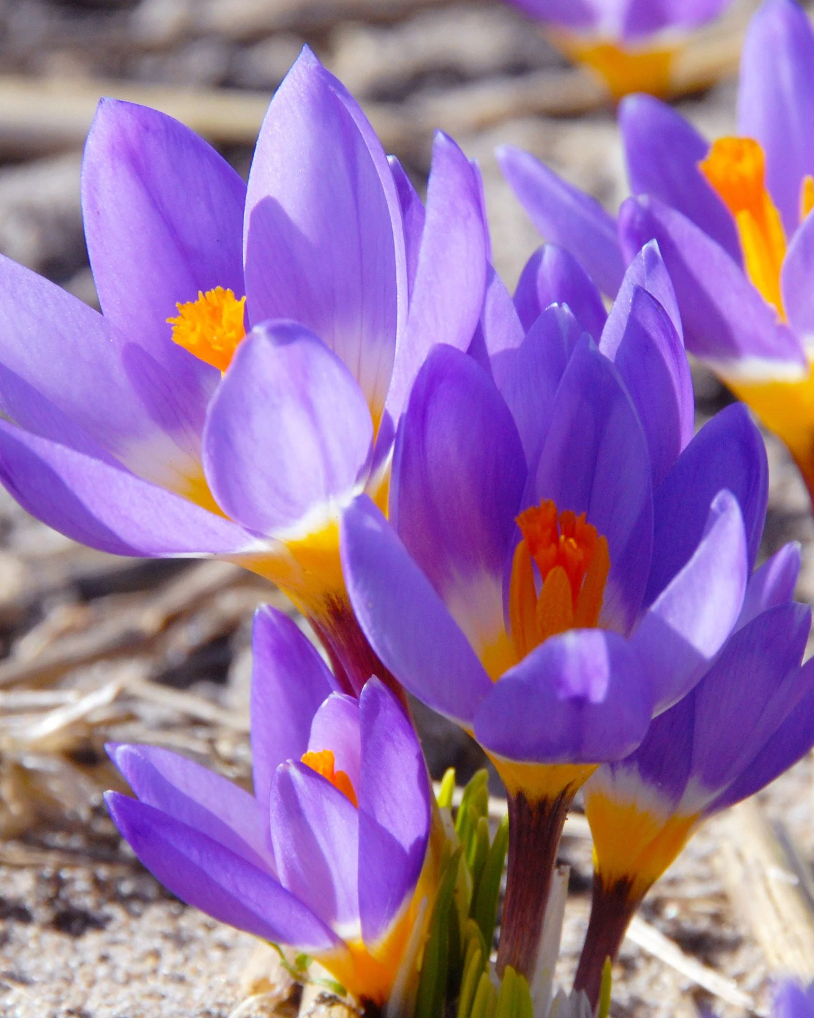 Crocus sieberi 'Tricolor'