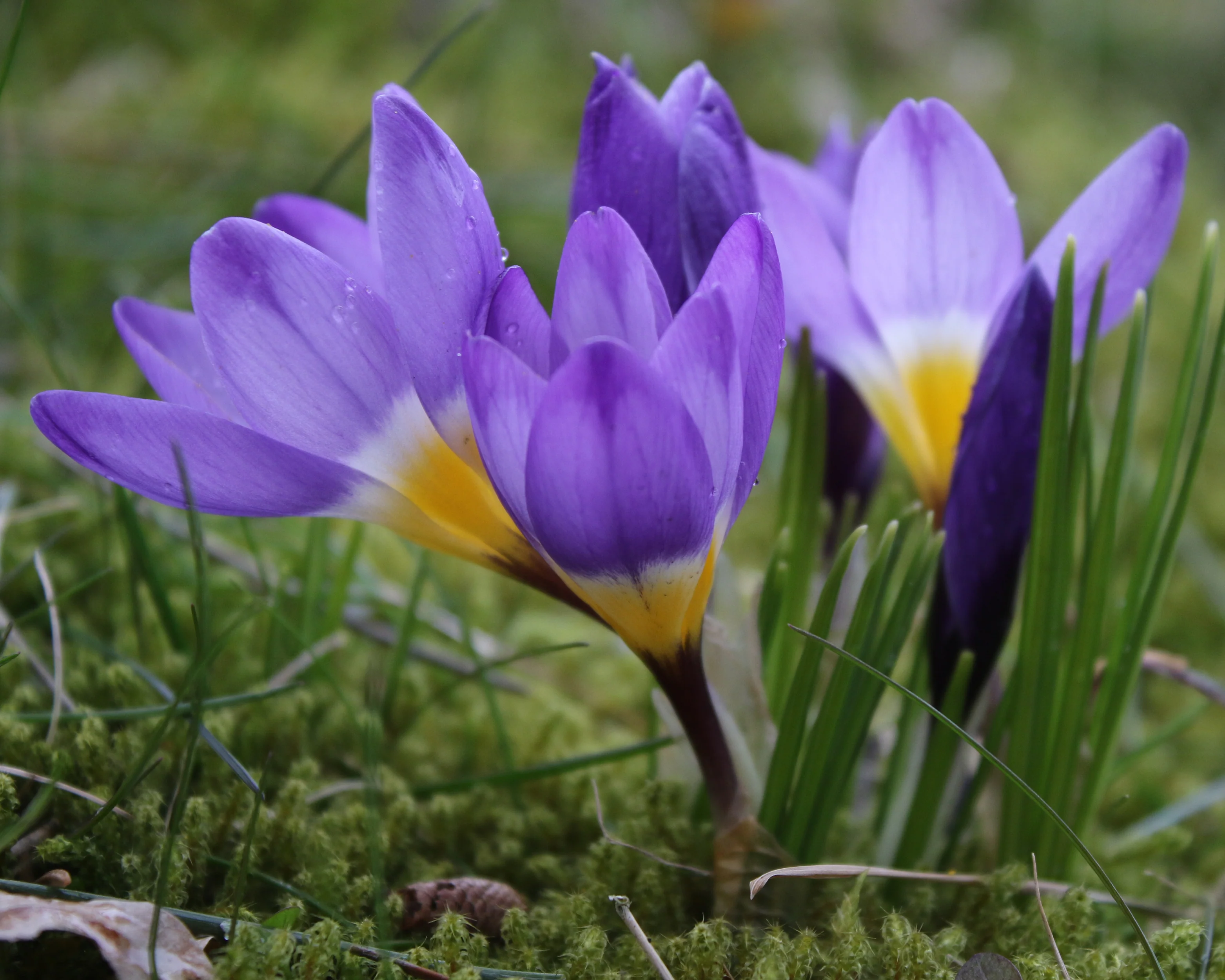 Crocus sieberi 'Tricolor' - Image 2